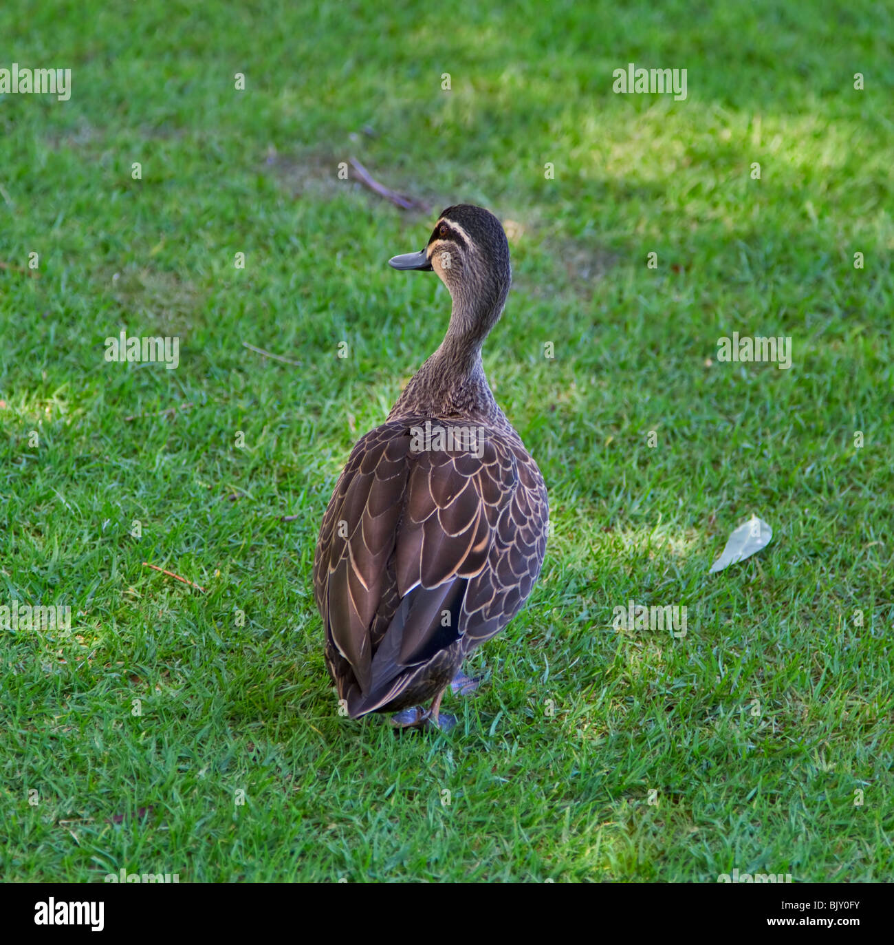 Pazifische schwarze Ente, Anas Superciliosa rogersi Stockfoto