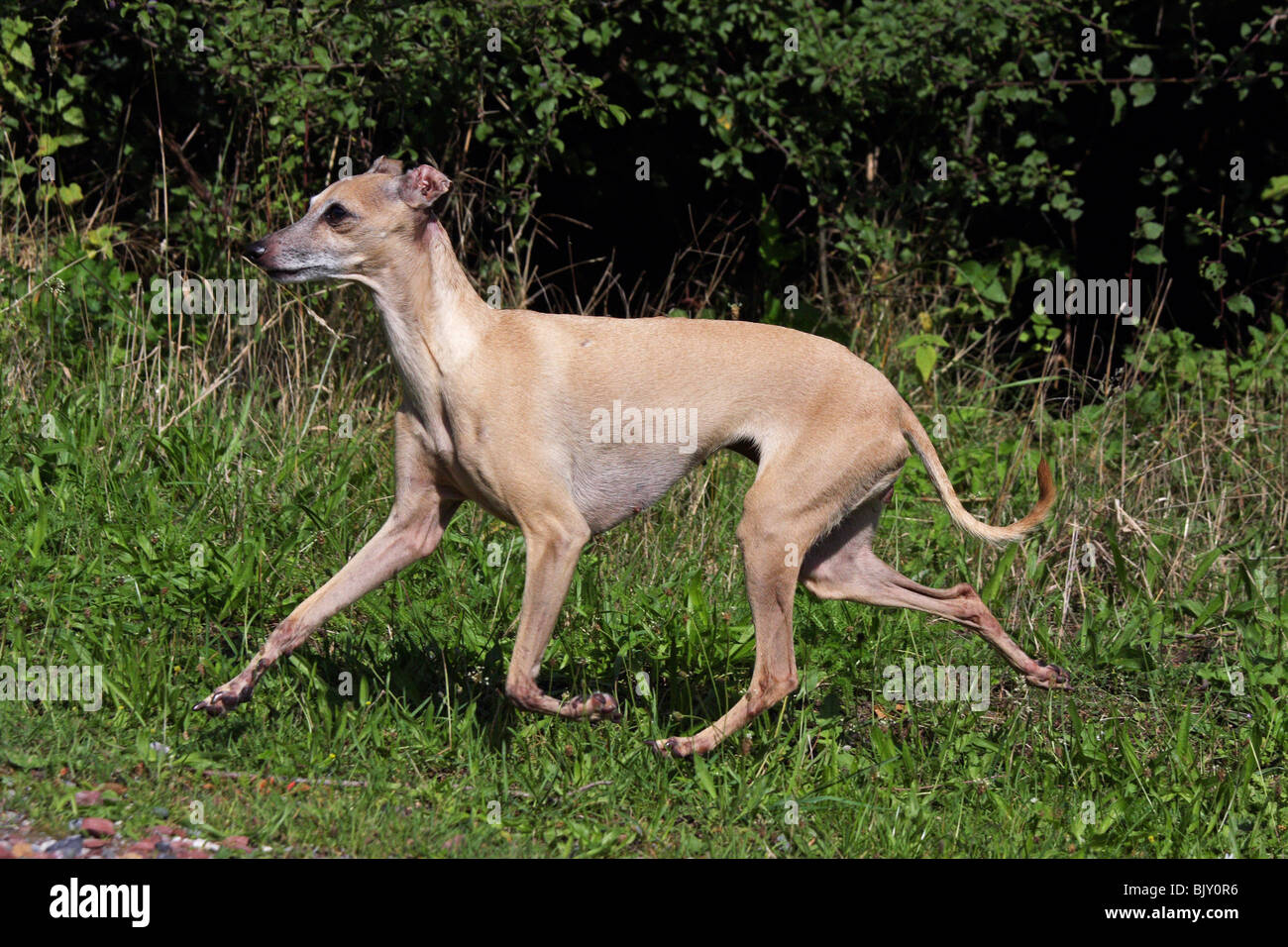 Greyhound Italian Stockfotos &amp; Greyhound Italian Bilder