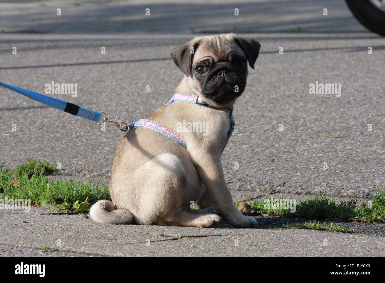 an der Leine Mops Stockfoto