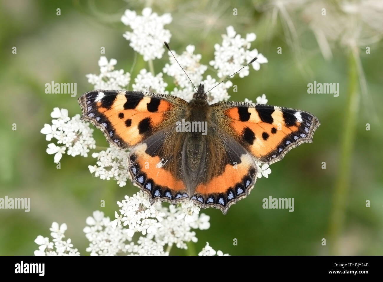 Tortoiseshell butterfly -Fotos und -Bildmaterial in hoher Auflösung – Alamy