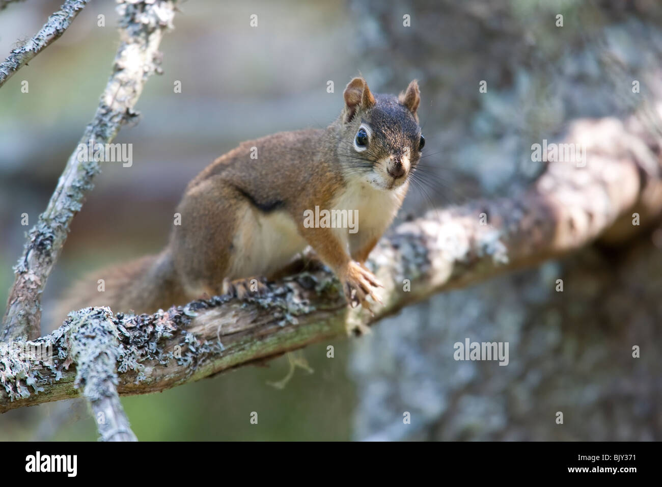 Rotes Eichhörnchen (Tamiasciurus Hudsonicus) Stockfoto