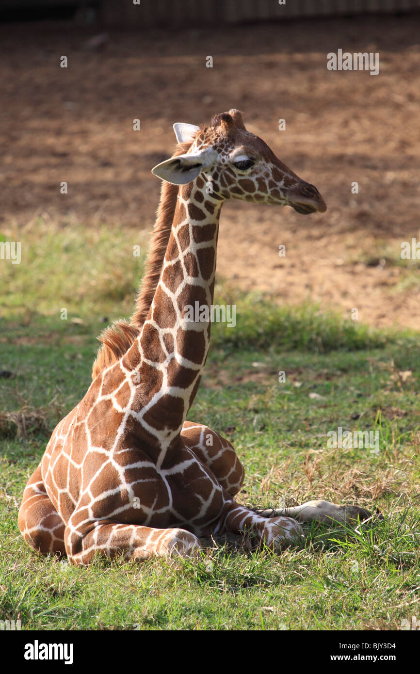 Baby Giraffe sitzend Stockfoto