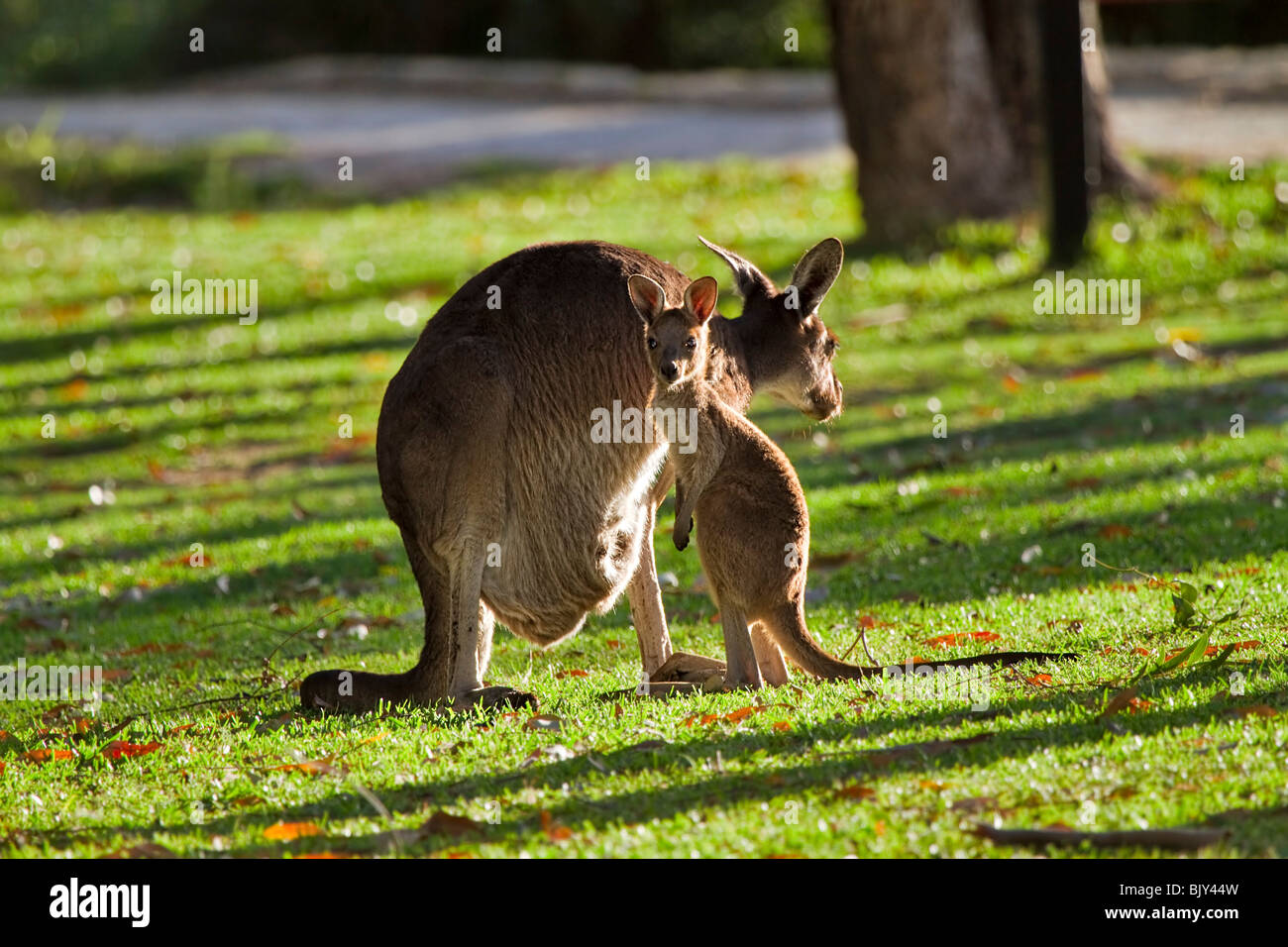 Westliche graue Känguru (Macropus Fuliginosus) weiblich mit Joey im Abendlicht Stockfoto