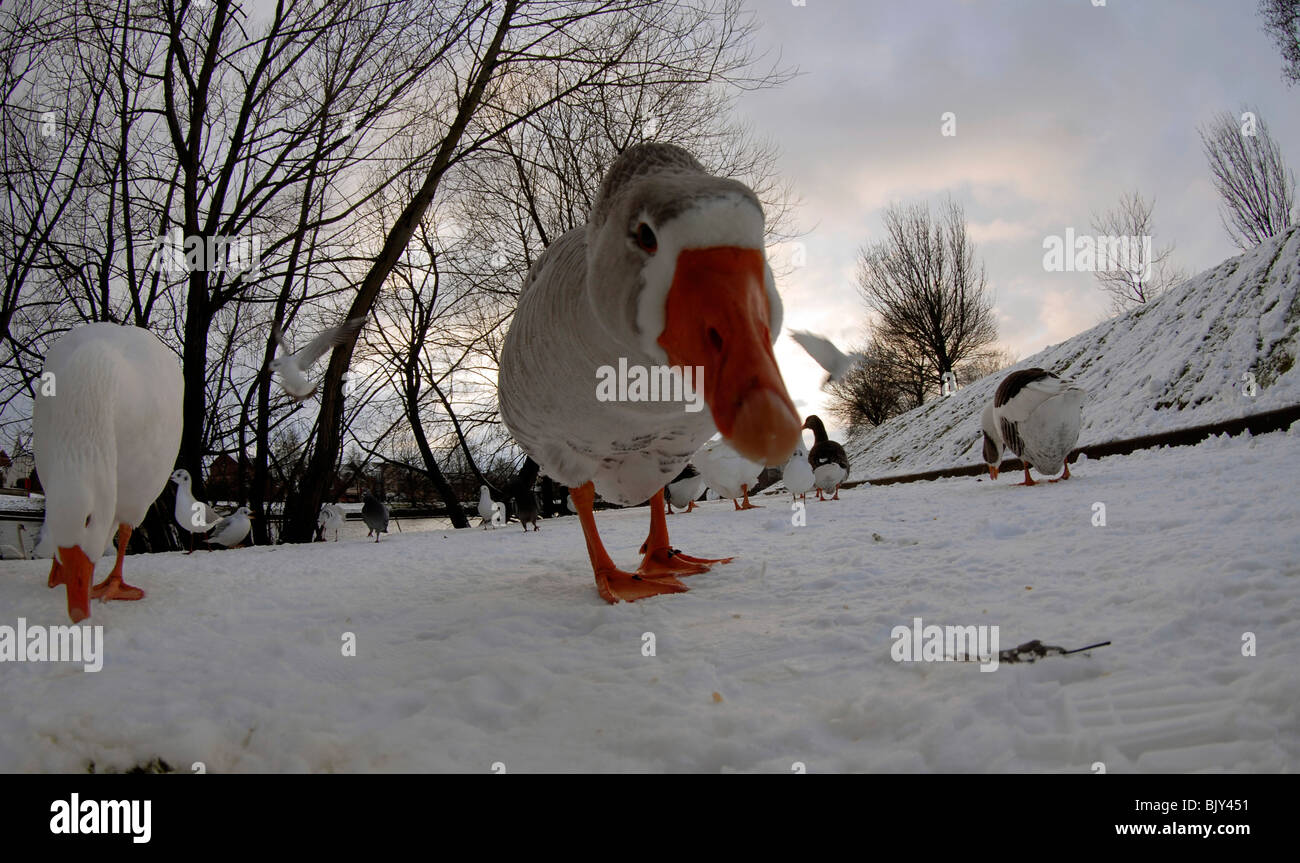 Nahaufnahme der Gänse im Schnee, Fluß Exe, Exeter Quay, Innenstadt von Exeter, Devon, England Stockfoto