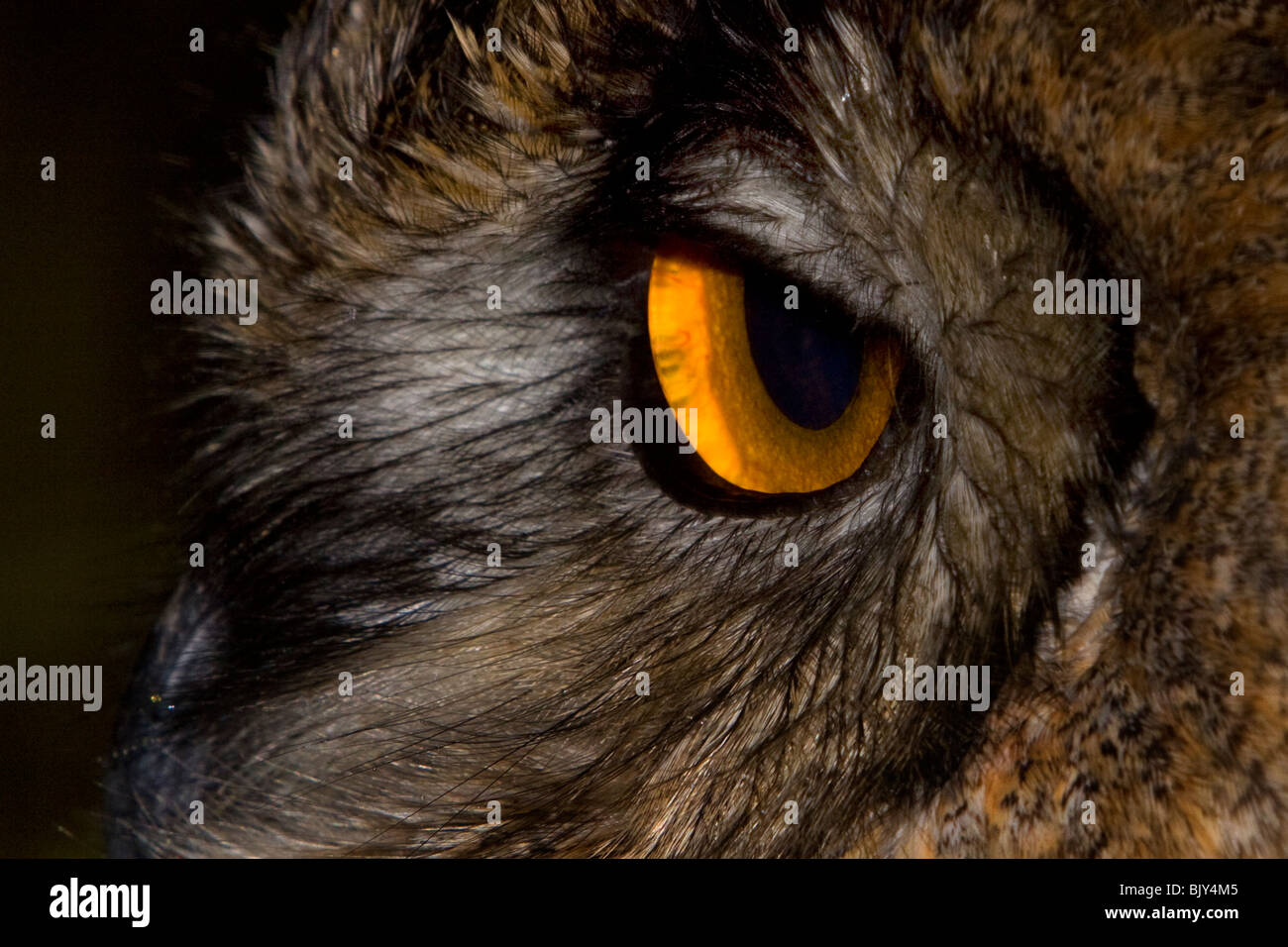 Eurasische Adler-Eule Bubo Bubo Auge gelbe Eule Stockfoto
