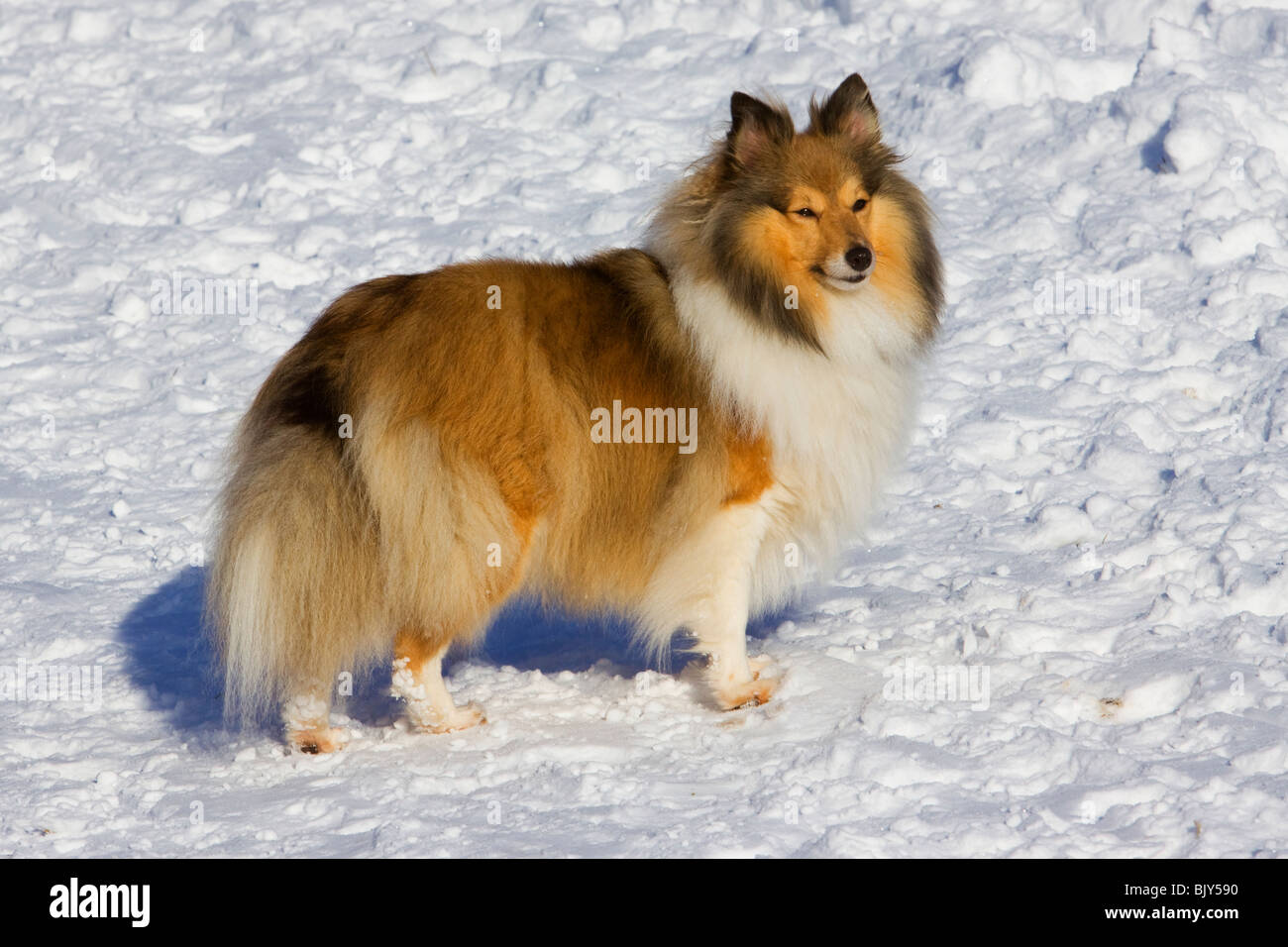 Sheltie Collie Hund im Schnee Stockfoto