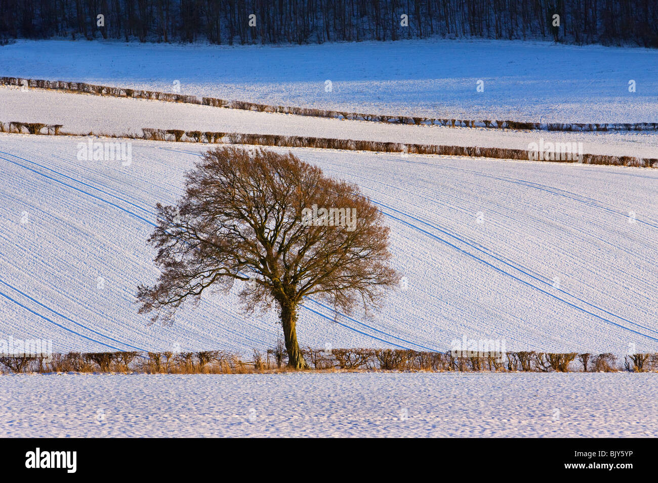 Baum an der Hale Winterszene Felder Chilterns Buckinghamshire Stockfoto