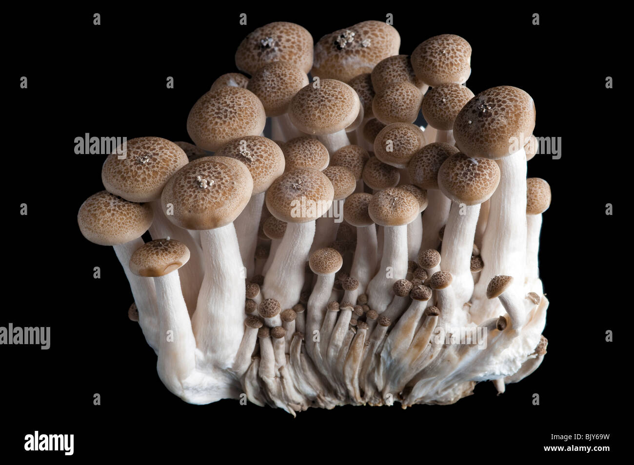 Exotische Shimenji japanische Pilze schließen sich in Studioumgebung Stockfoto