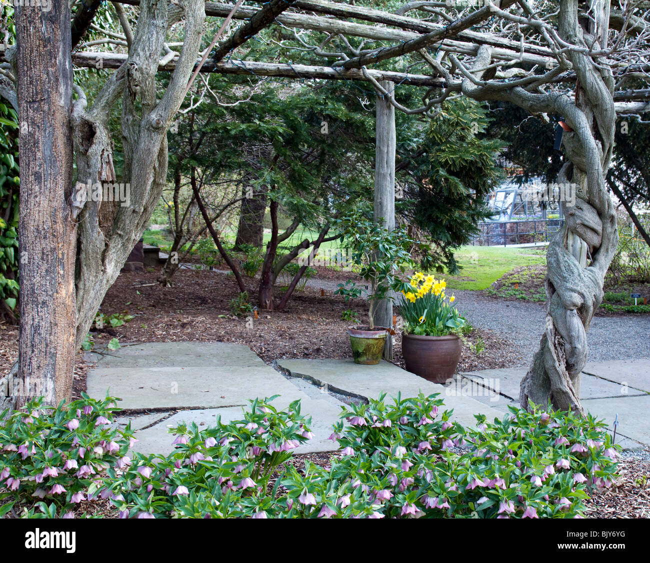 Glyzinien Arbor mit Schiefer Gehweg und Topf mit Narzissen Narcissus Fastenzeit Rosen grenzt. Gedreht im Frühjahr Stockfoto
