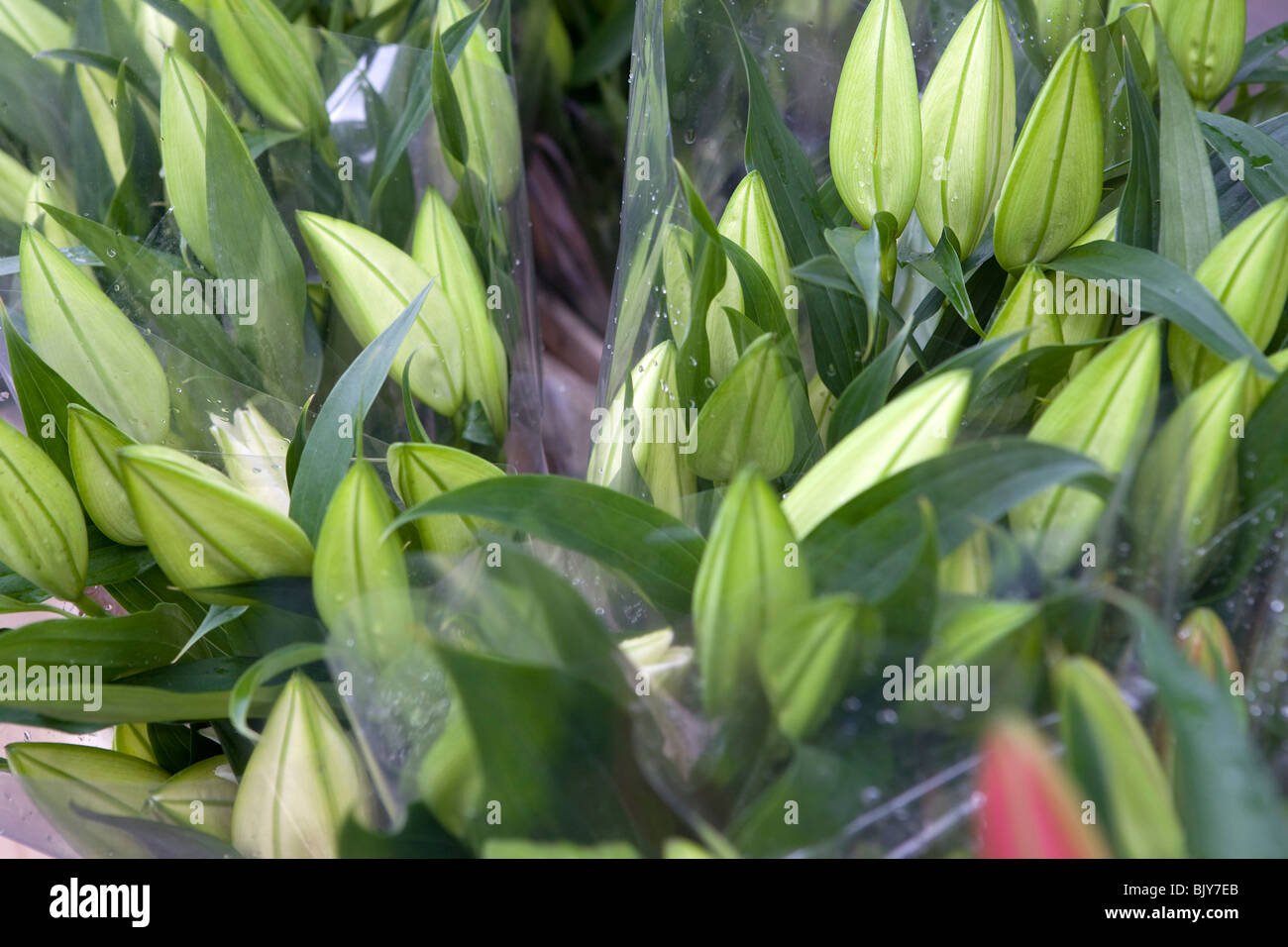 Casablanca Lilien für Verkauf in einem Stall in ein Bauernmarkt im Sommer--traditionelle Hochzeit Blume Stockfoto