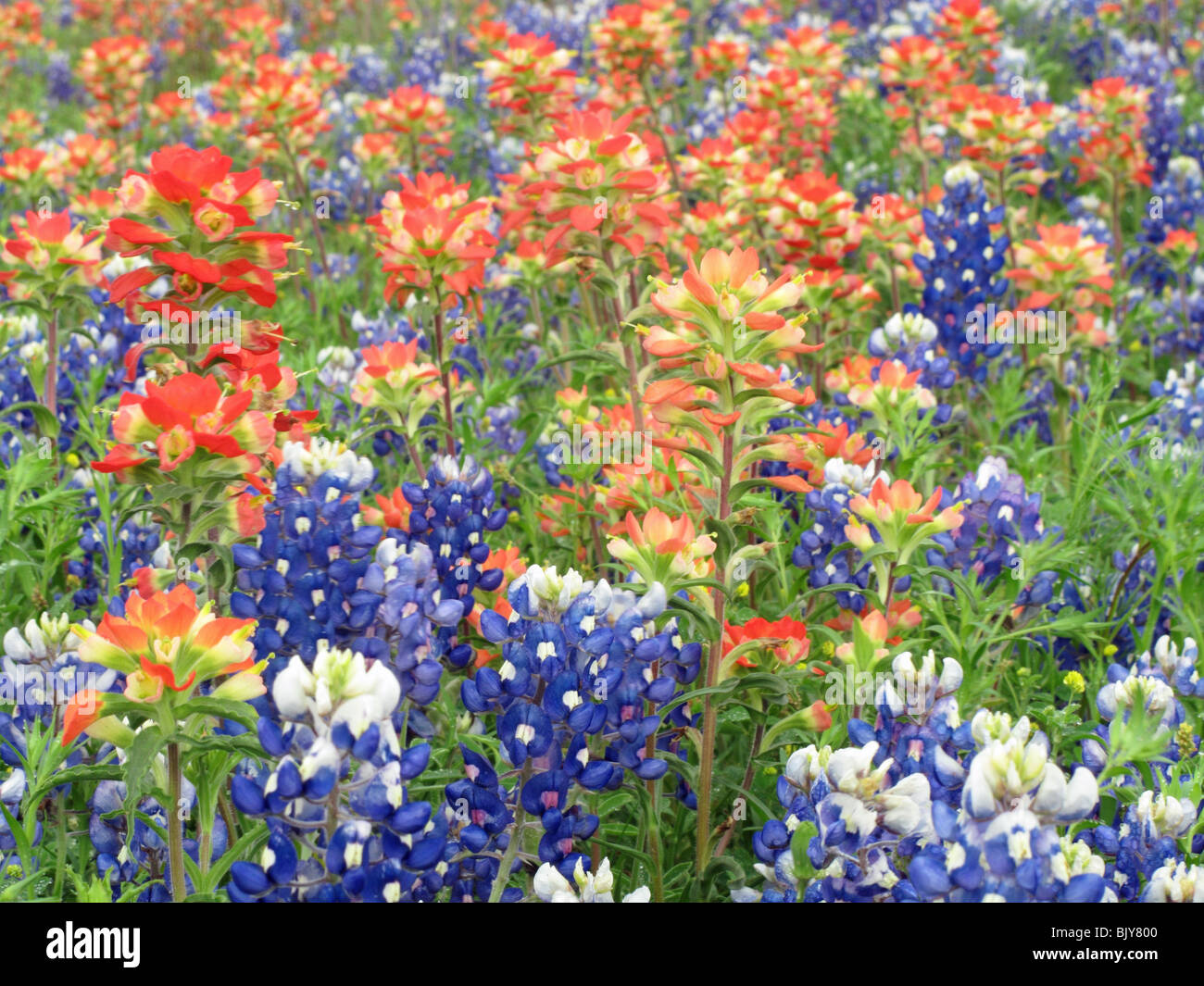 Bereich der Indian Paintbrush und Texas Bluebonnets in Brenham, Texas Stockfoto