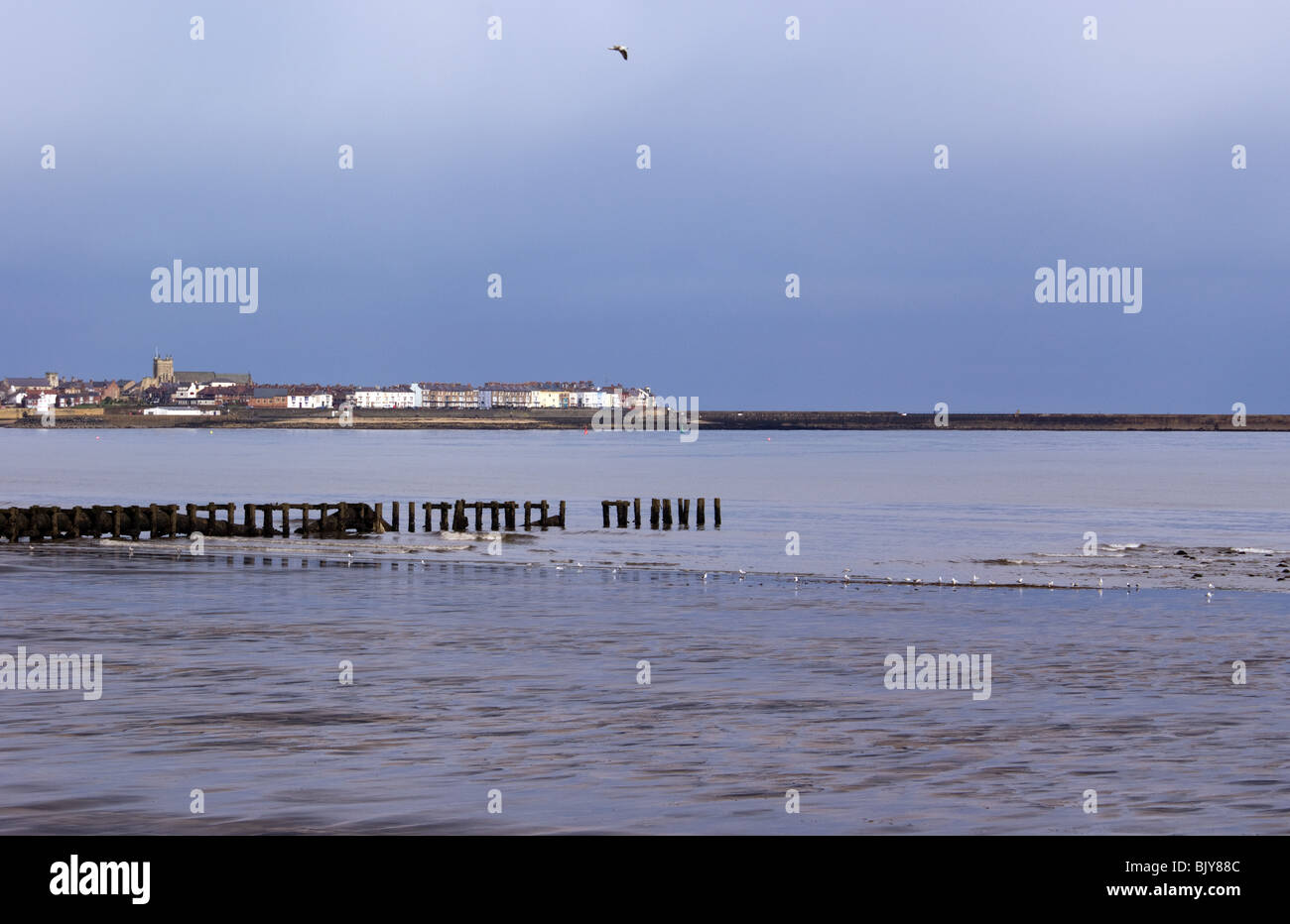 Holz- FEDERBEINE vom redundanten SEWER OUTLET AM STRAND VON Seaton Carew HARTLEPOOL GROSSBRITANNIEN Stockfoto