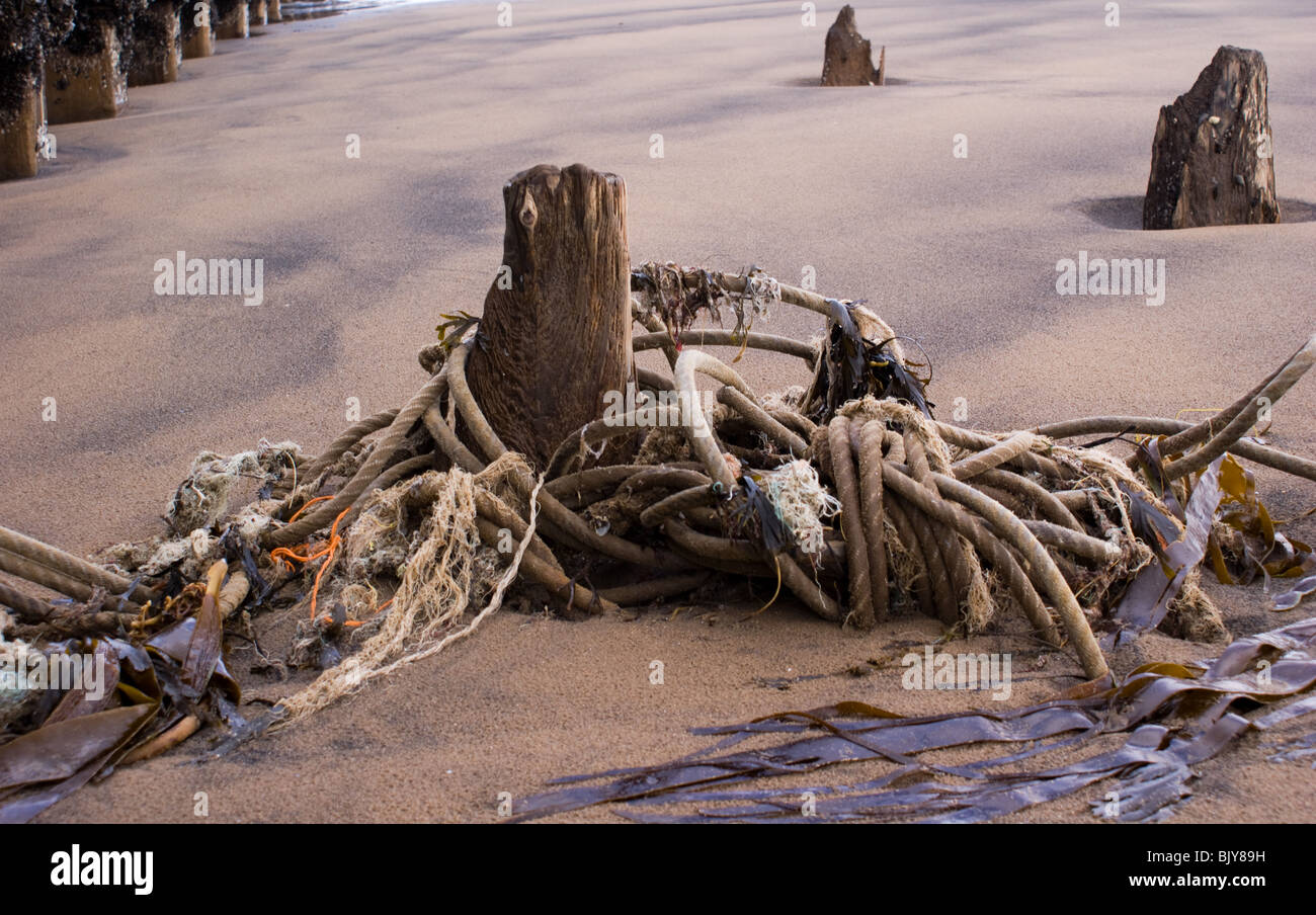 Holz- Beteiligung mit Seilen und angeschwemmte Seegras AM STRAND VON Seaton Carew HARTLEPOOL Stockfoto