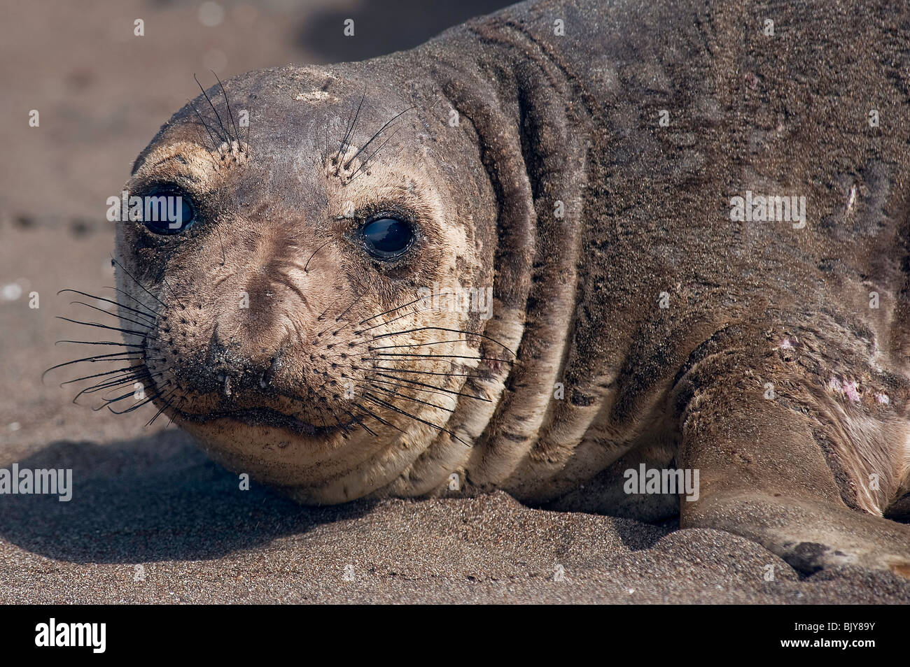 Nördlichen See-Elefanten, Mirounga Angustirostris, Stockfoto