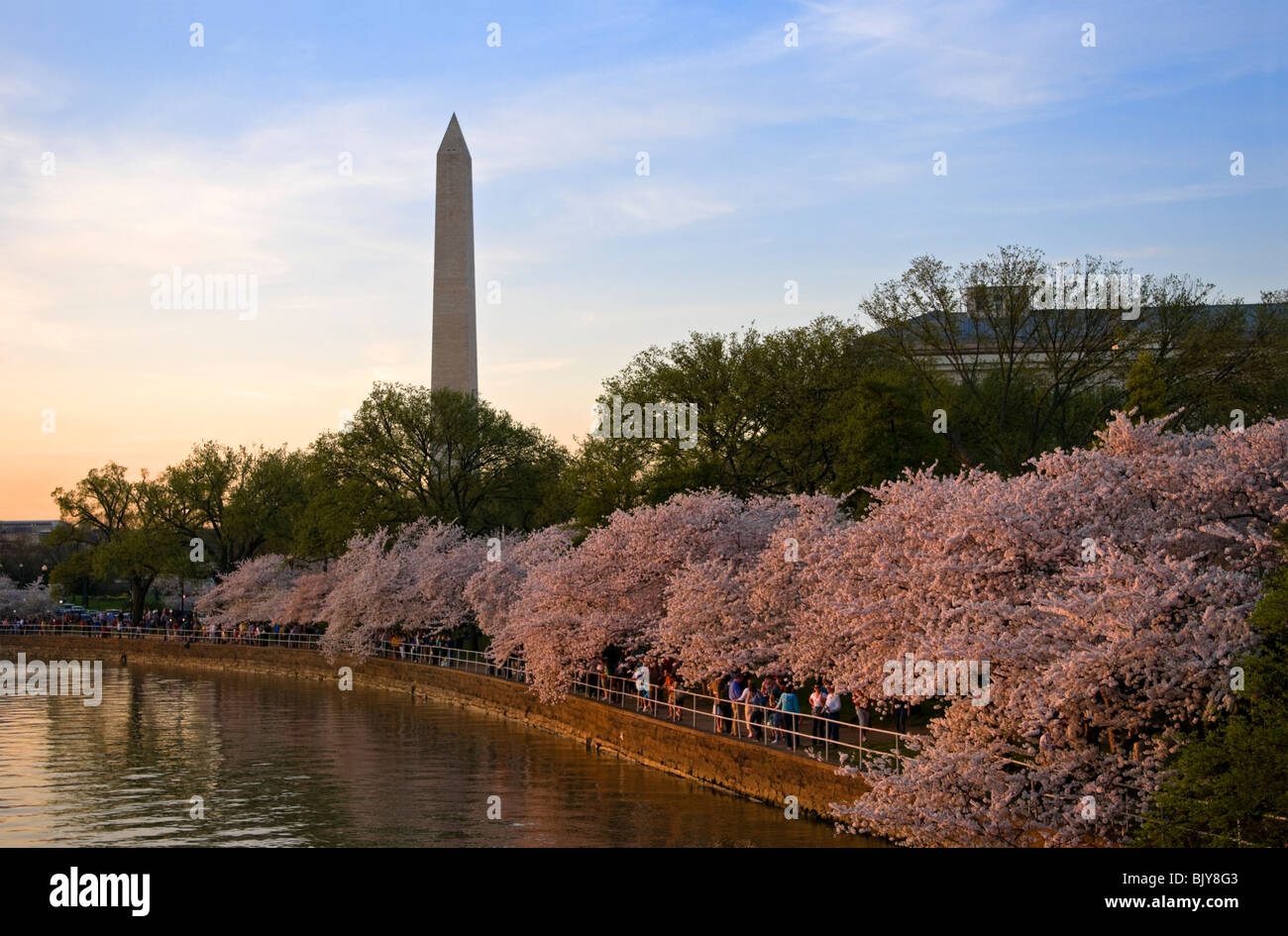 Peak-Blüte der Kirschblüten in Washington, D.C. mit dem Washington Monument im Hintergrund. Stockfoto
