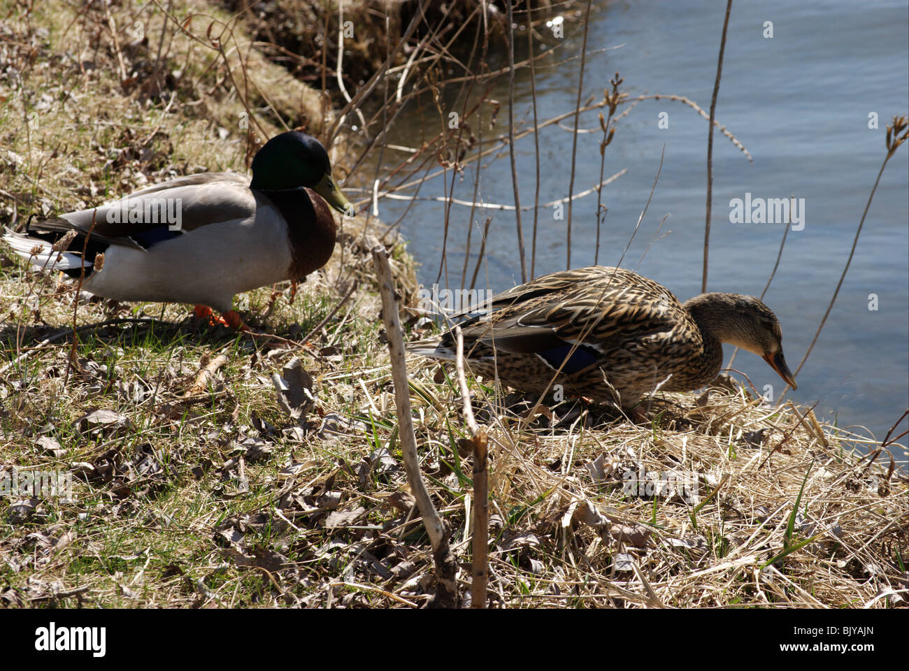 Drake und Henne Mallard Enten am Gewässerrand. Am Finger Lakes Zugroute. Stockfoto