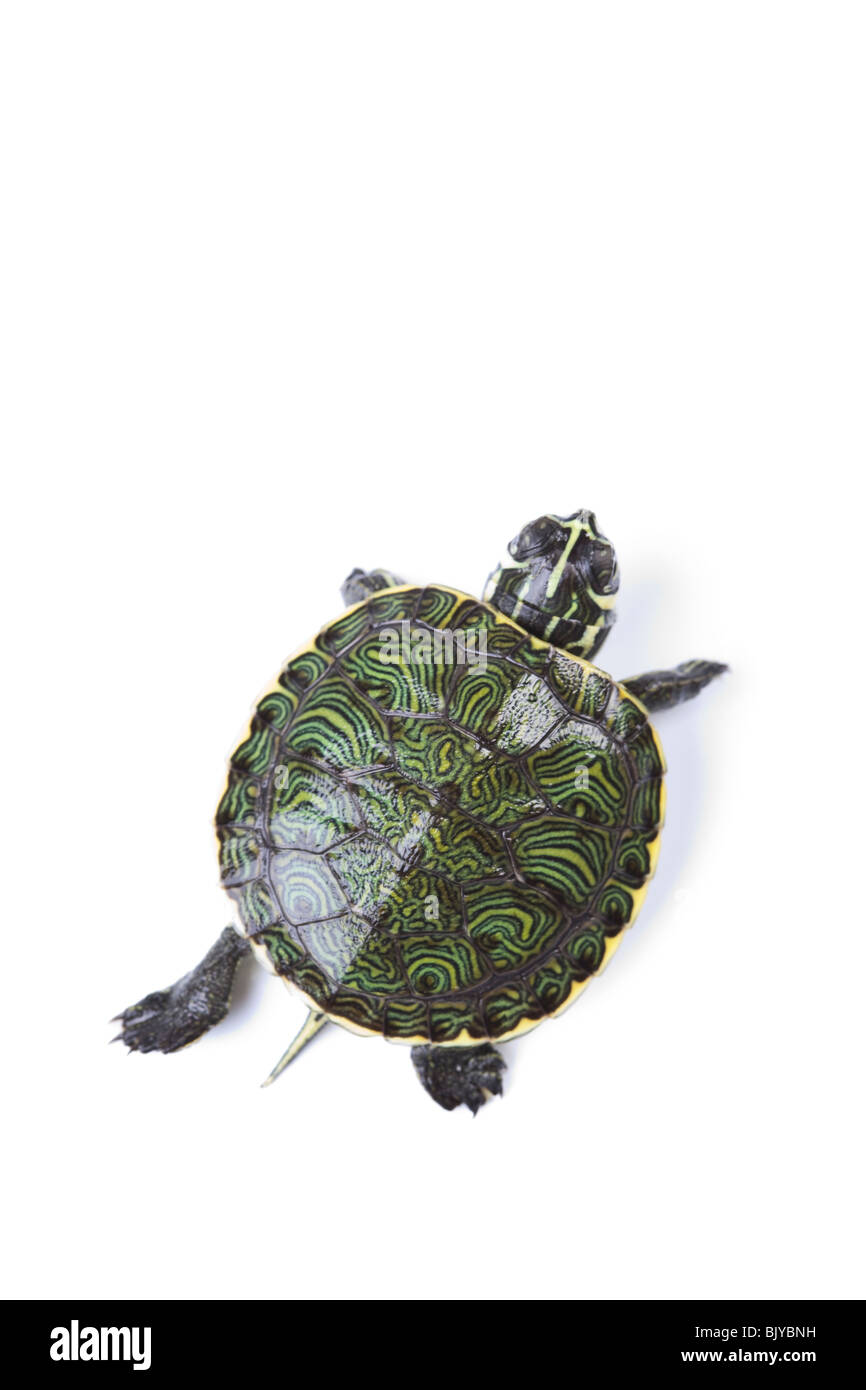 Ein Foto von einer Schildkröte auf weißem Hintergrund Stockfoto