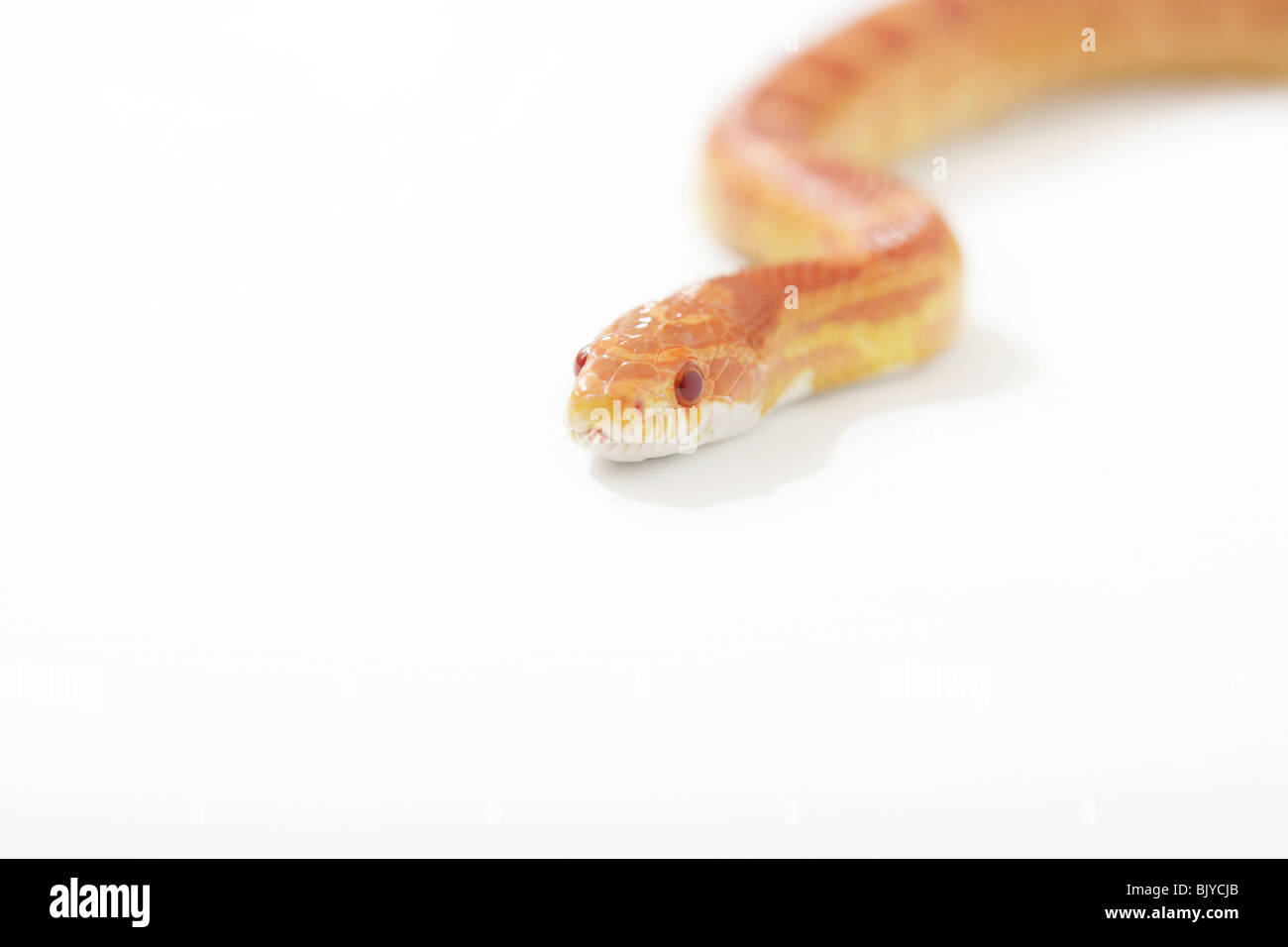 Kornnatter auf weißem Hintergrund fotografiert Stockfoto