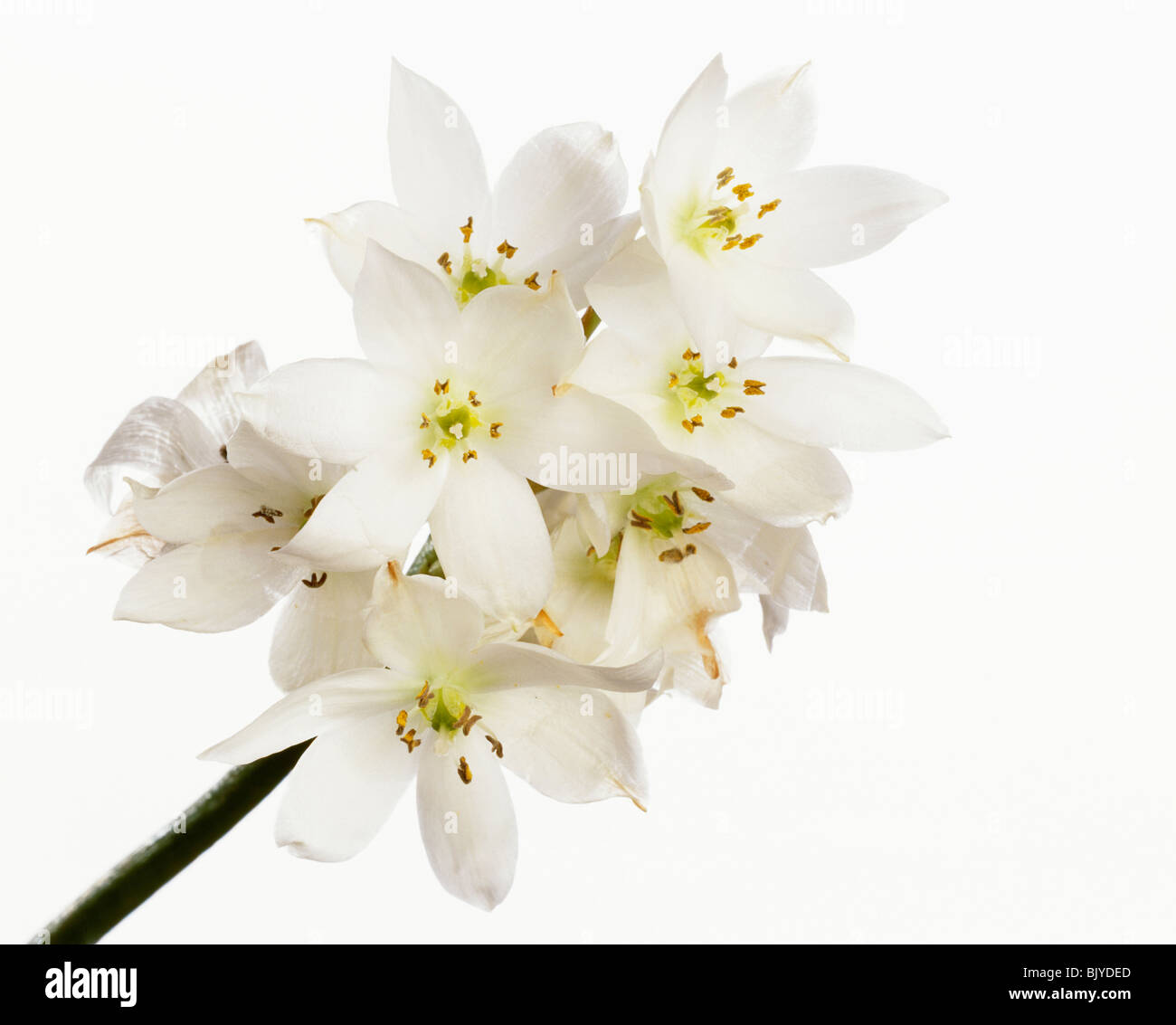 Bouquet von weißen Blume Stockfoto