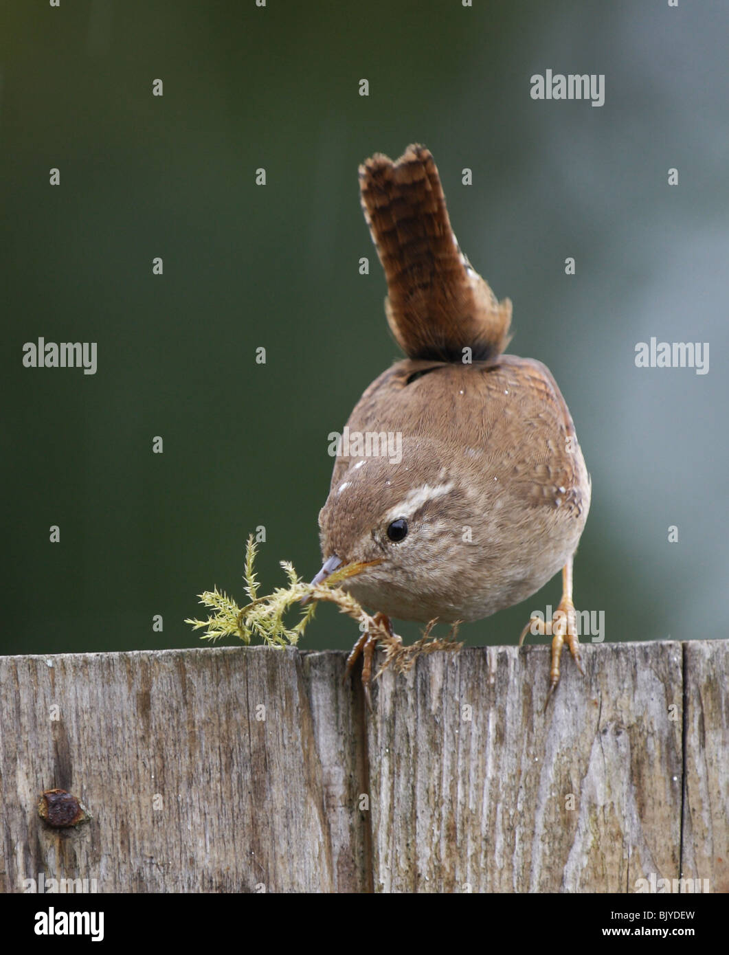 Zaunkönig, Troglodytes Troglodytes, am Gartenzaun mit Moos für Nest building,Launceston,Cornwall,U.K. Stockfoto