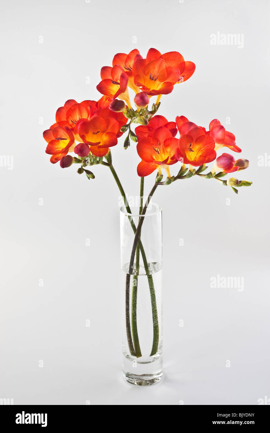 Rot Freesie in Glasvase Stockfoto