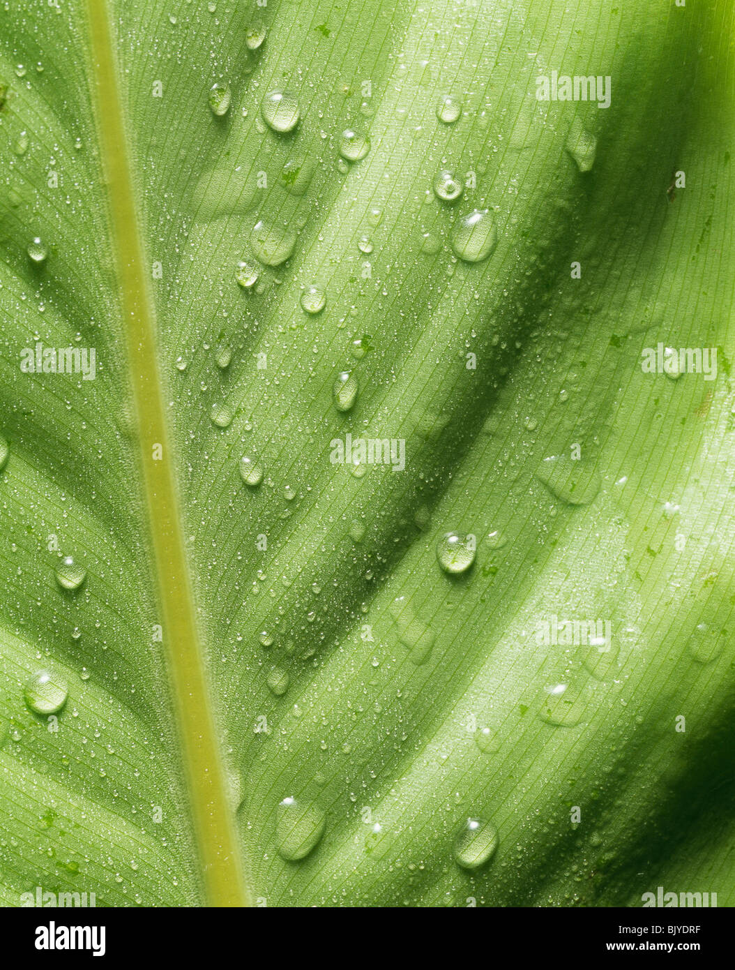 Wassertropfen auf grünes Blatt Stockfoto