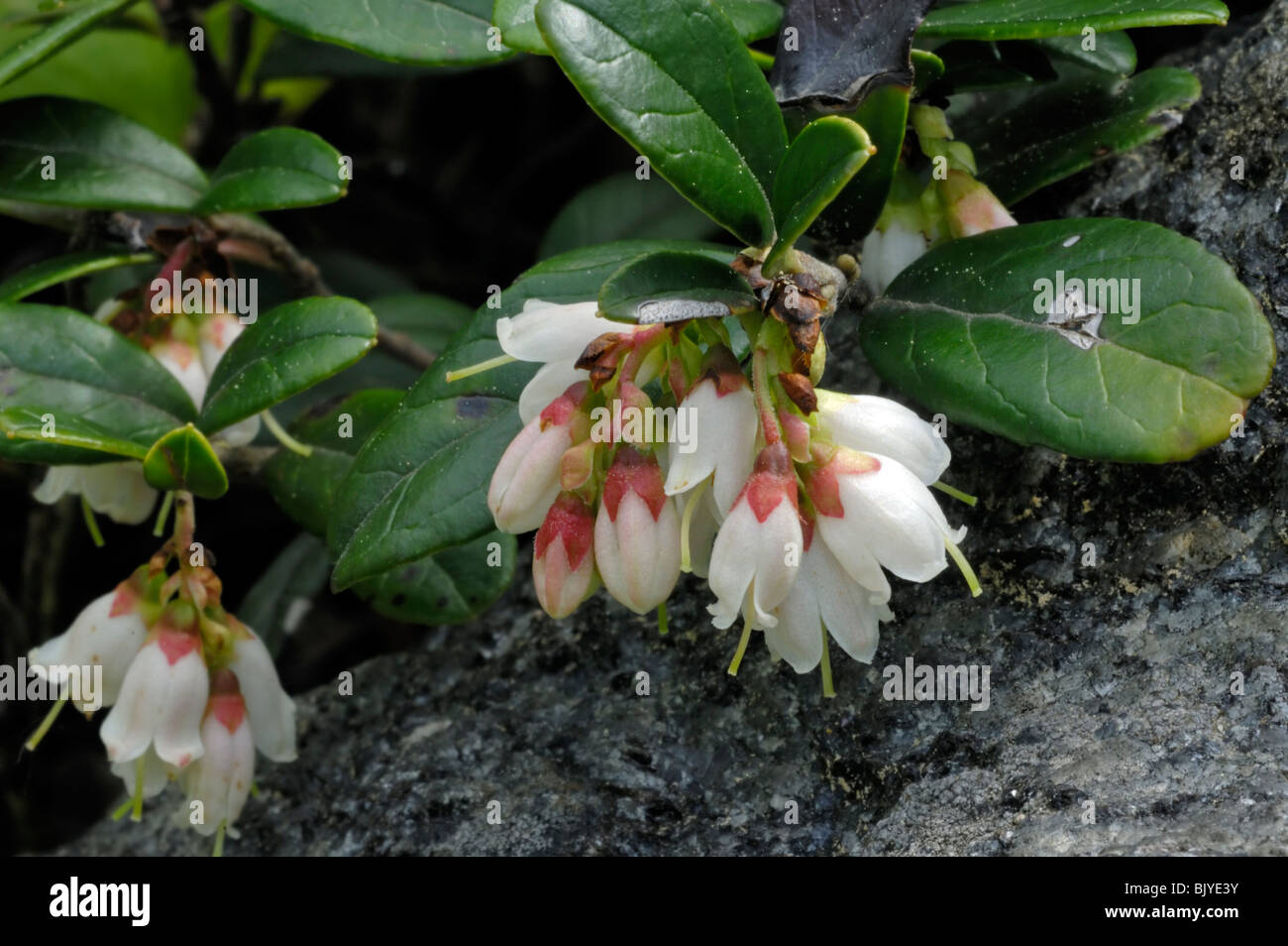 Preiselbeeren / Preiselbeere / Hohmann Preiselbeere (Vaccinium Vitis-Idaea) in Blüte, Europa Stockfoto