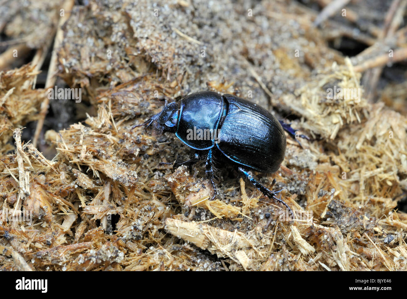 Dor Käfer (Geotrupes Stercorarius) auf Pferdemist, Belgien Stockfoto