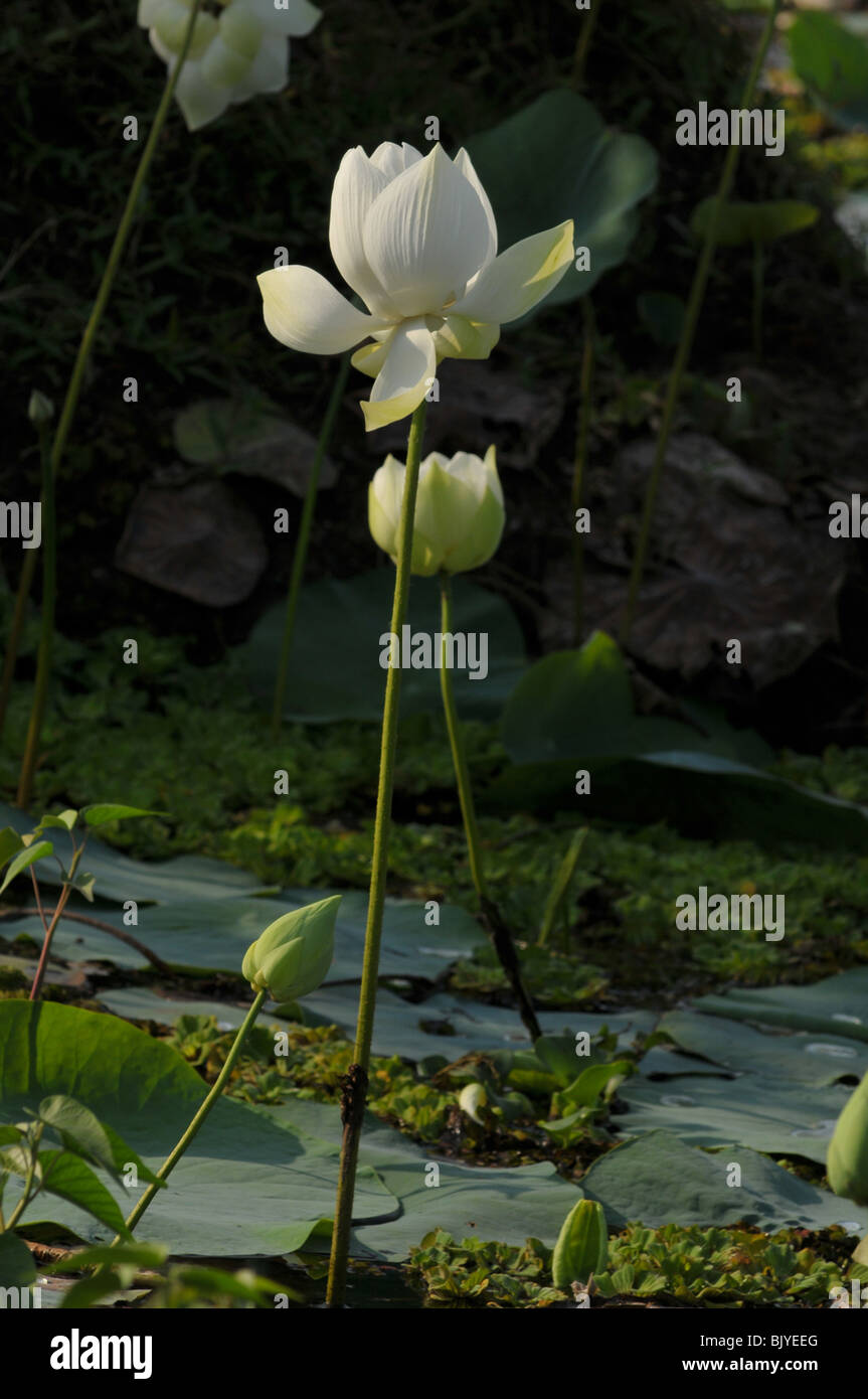 Weiße Lotusblüte im See Stockfoto