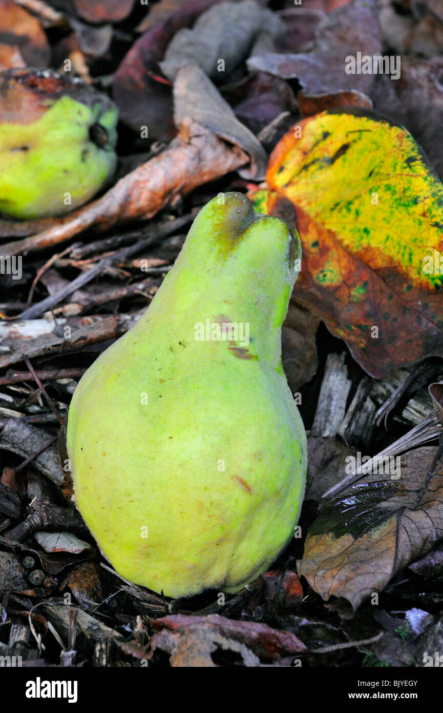 Gefallenen Quitte Frucht (Cydonia Oblonga) im Herbst, Belgien Stockfoto