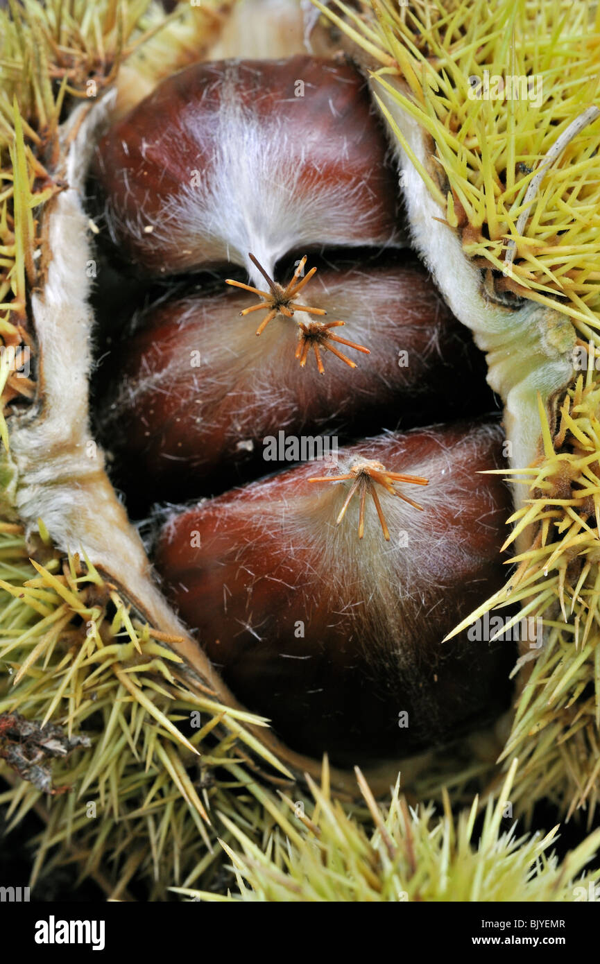 Close-Up der stacheligen Cupules mit Muttern der Edelkastanie (Castanea Sativa) Stockfoto