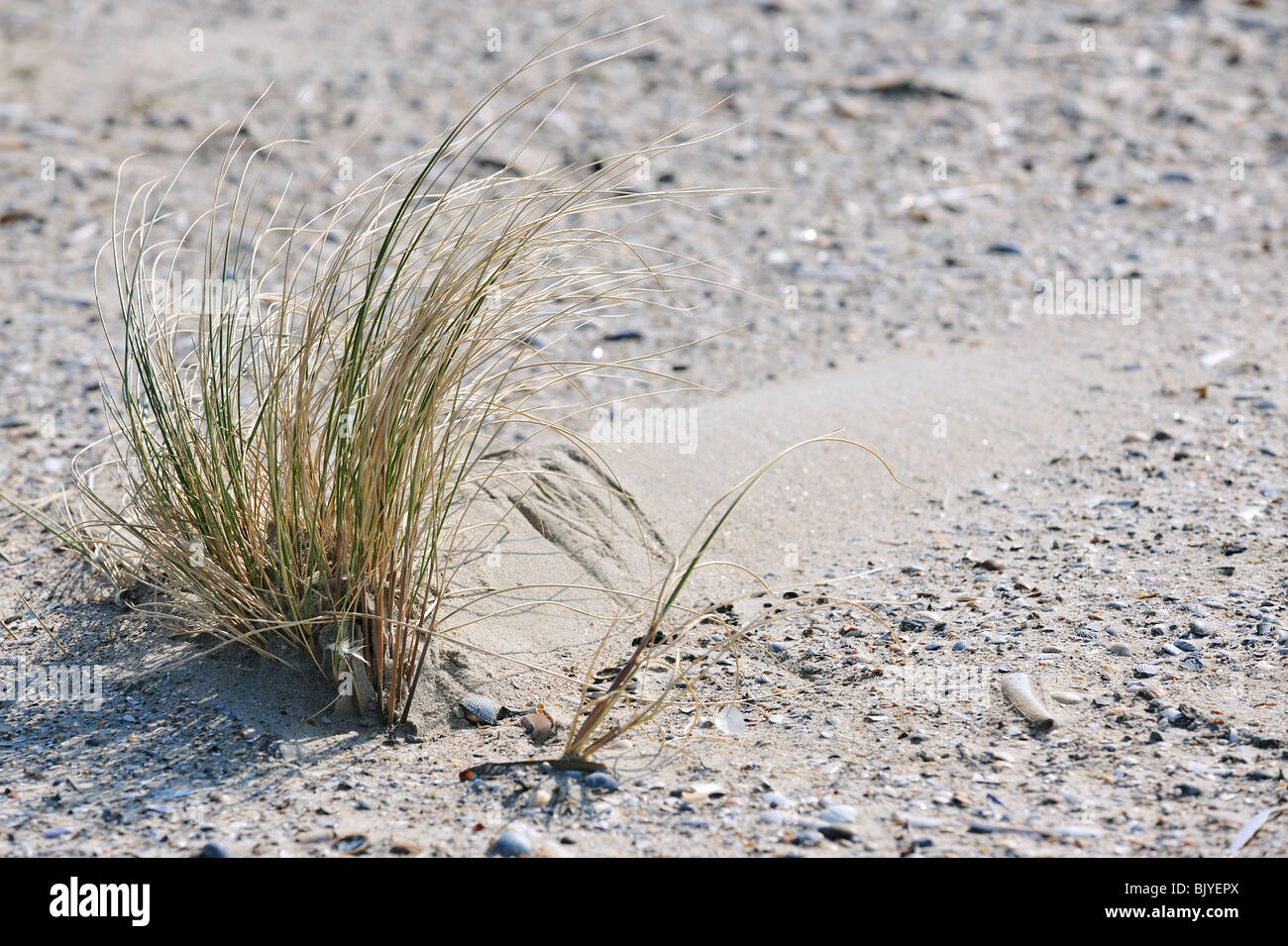 Wind, Sand Grate bilden / wegweisende Dünen hinter Dünengebieten Grass (Ammophila Arenaria) am Strand, Belgien Stockfoto