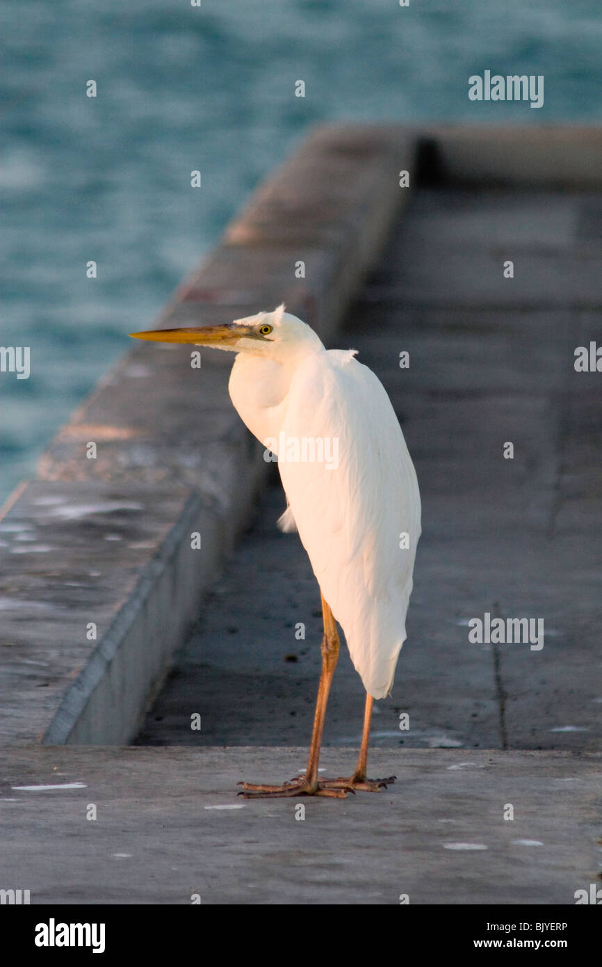 Eine große White Heron auf einem Pier in Key West Stockfoto
