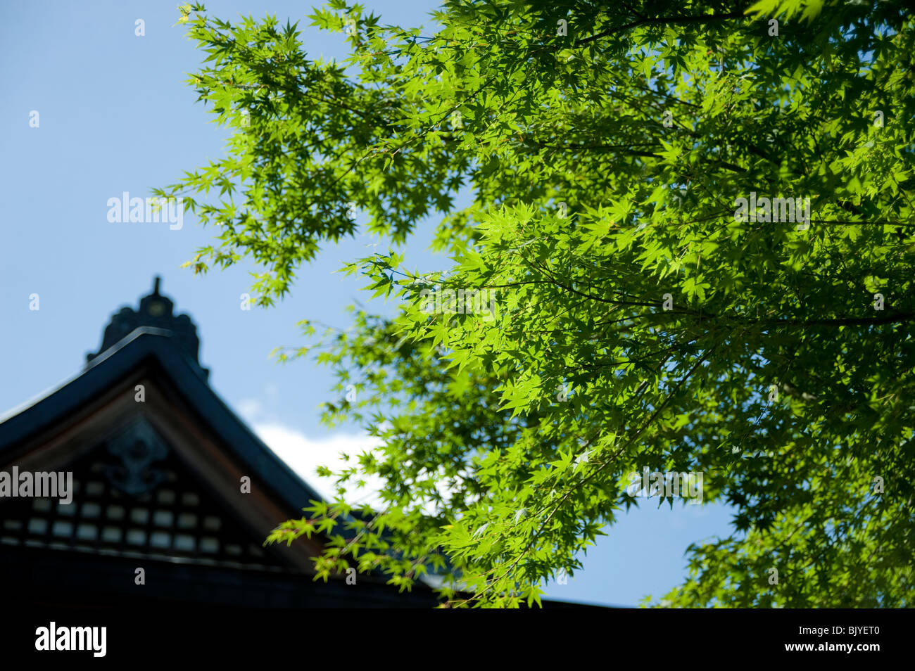 Grüne Blätter vor Tempel, Japan Stockfoto