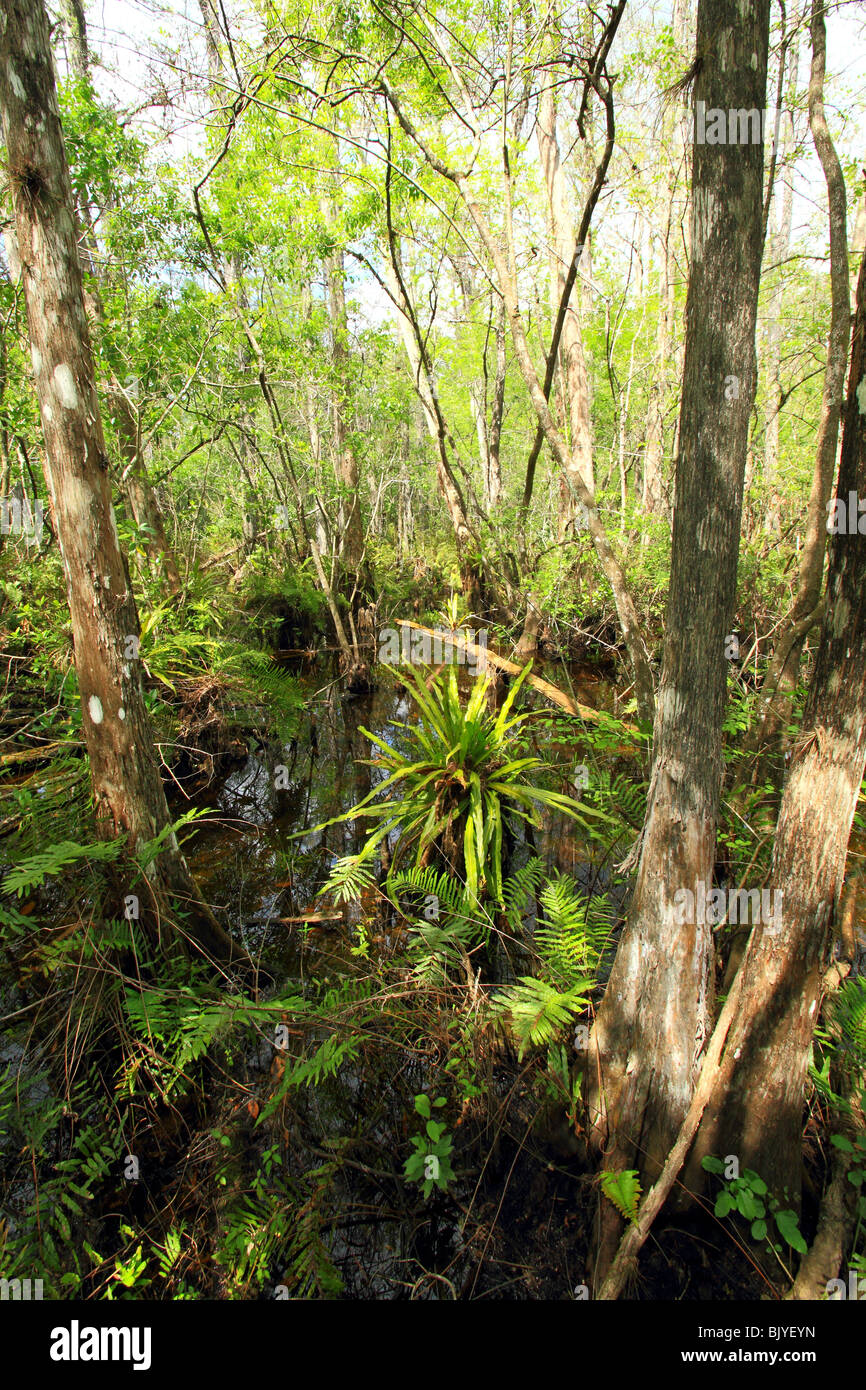 Korkenzieher Sumpf Heiligtum in Florida USA Stockfoto