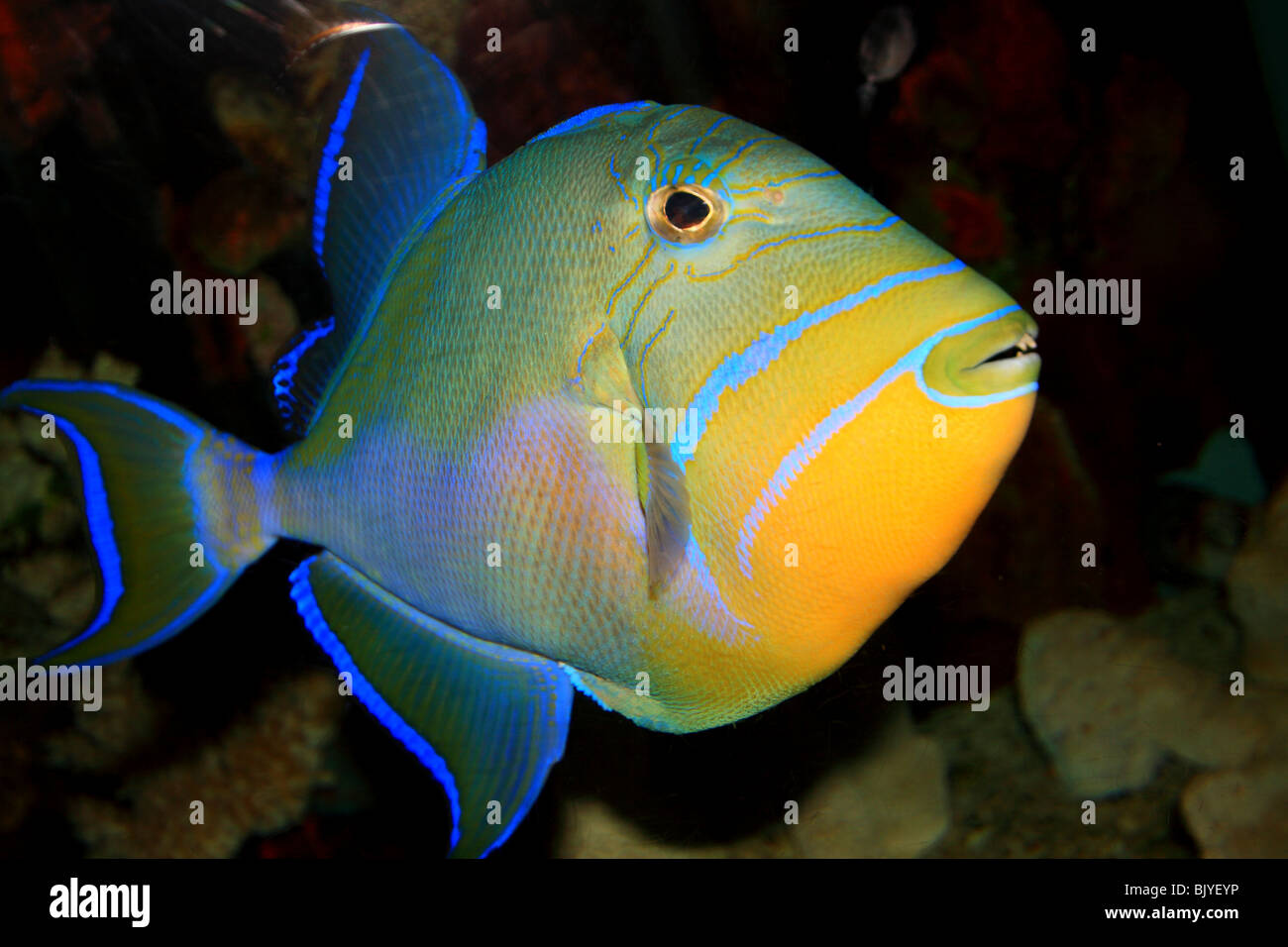 Eine Königin Triggerfish Riff Fischarten in einem Korallenriff Stockfoto