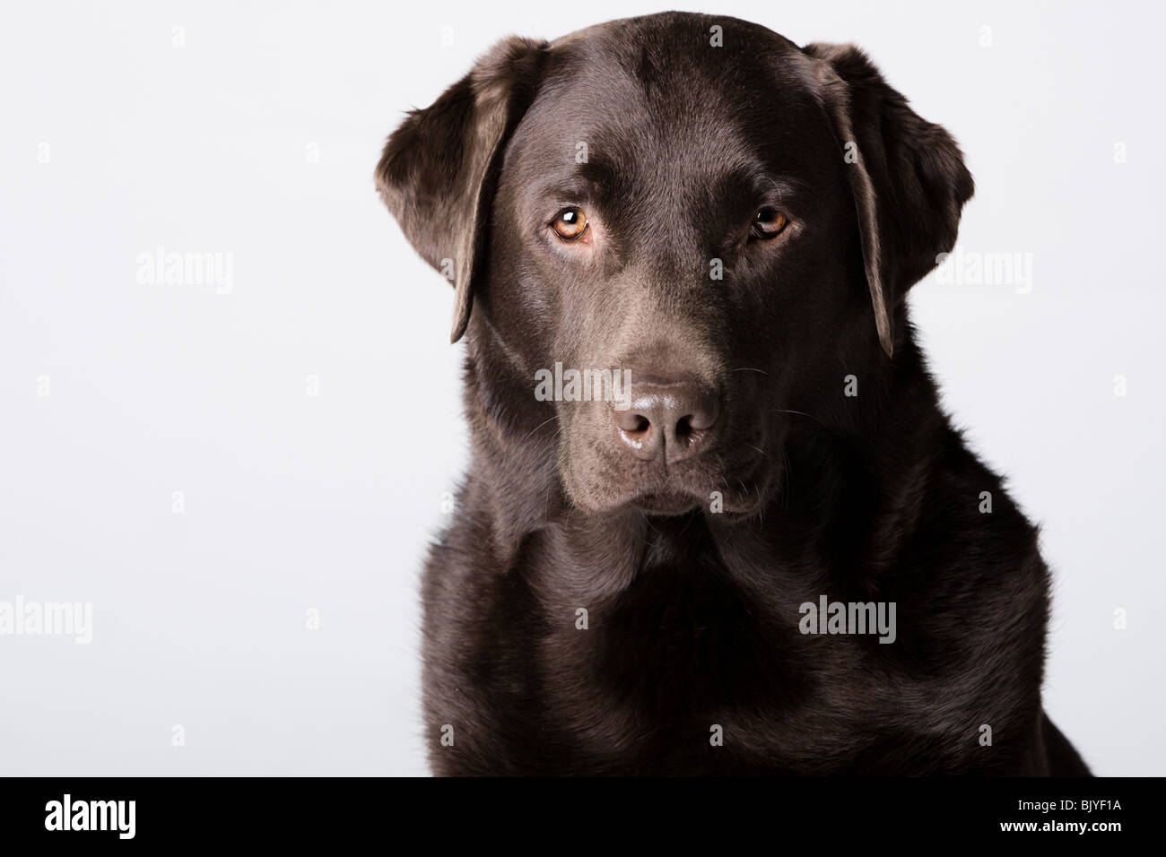 Schuss von einer schweren aussehende Schokolade Labrador gegen grau Stockfoto