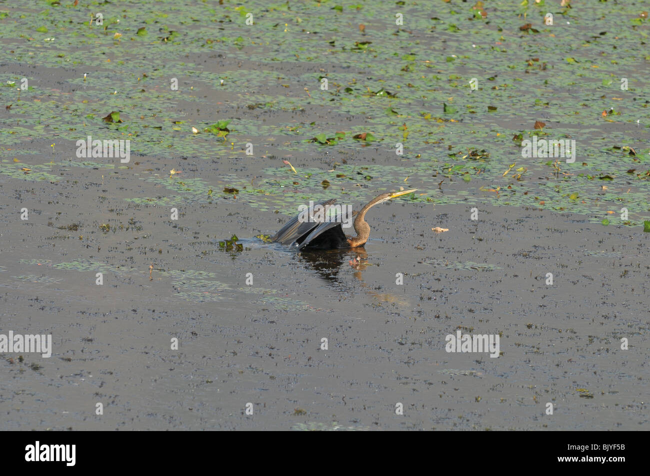 Die Schlange-Vogel seine Schwimmen im Lotus See genießen Stockfoto