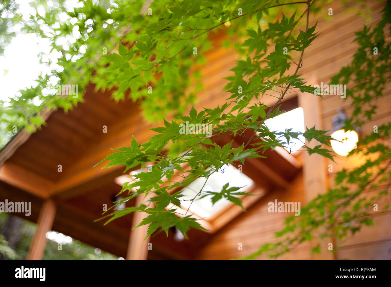 Grüne Ahornblätter vor Blockhütte Stockfoto