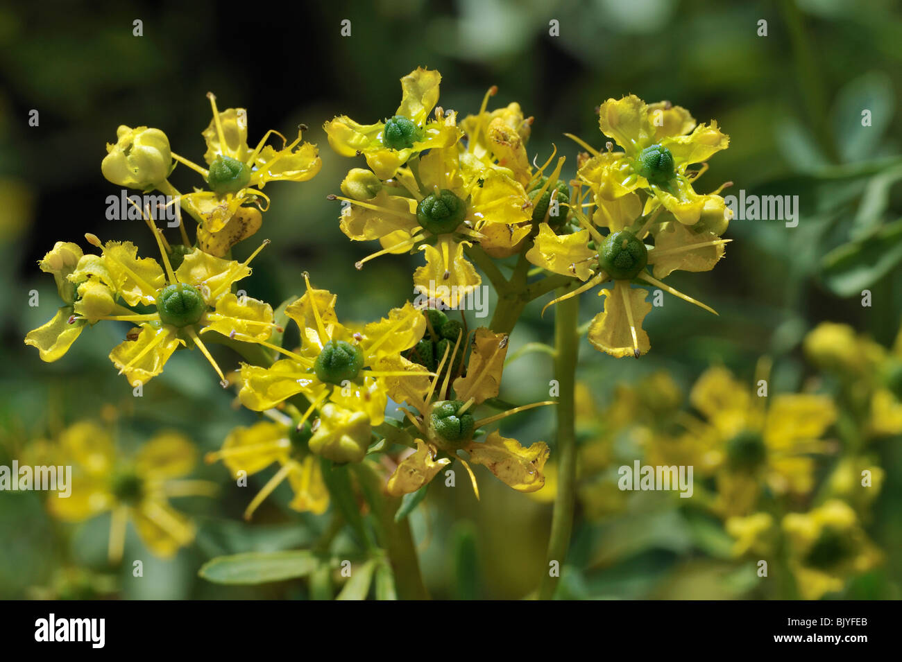 Gemeinsamen Rue / Kraut-de-Grâce (Ruta Graveolens) in Blüte, Belgien Stockfoto