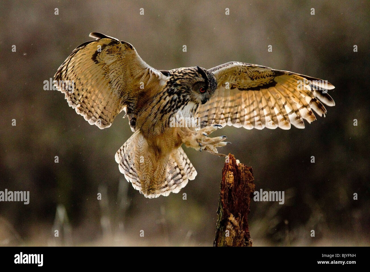 Eagle Owl Landung auf Post. Stockfoto