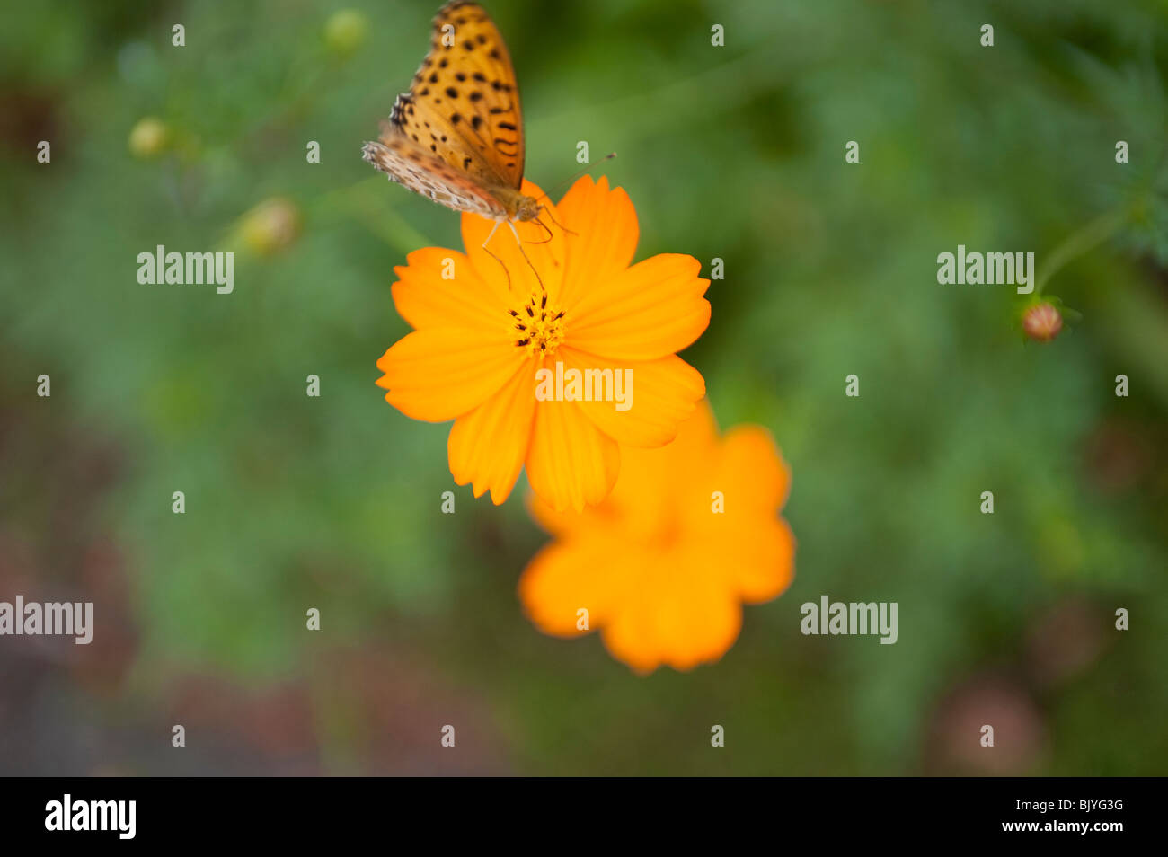 Schmetterling und Blume Stockfoto