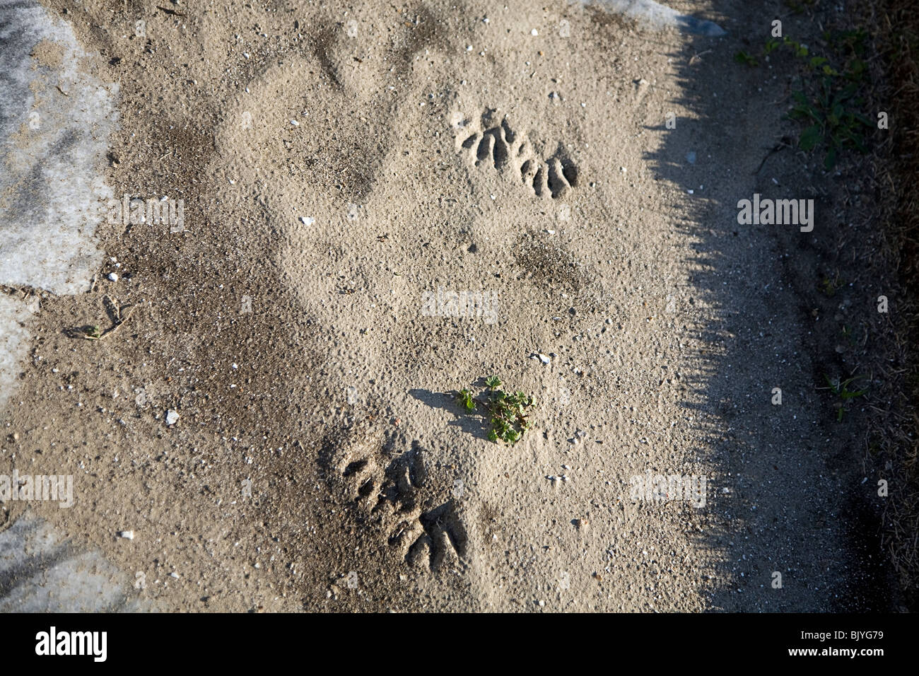 vier Hunde Pfotenabdrücke im sand Stockfoto