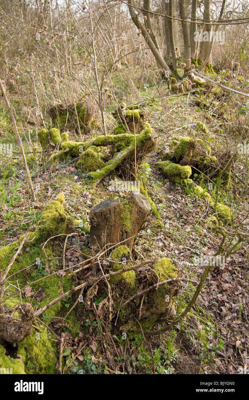 bemoosten Baumstümpfen in englischen Wald Stockfoto