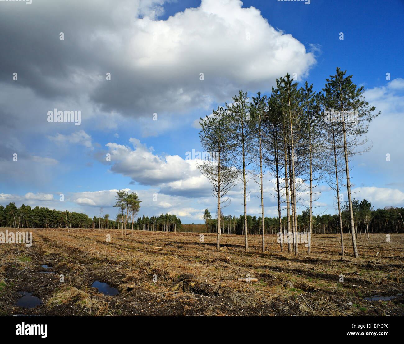 Gruppe von Bäumen in einem gerodeten Wald. Stockfoto