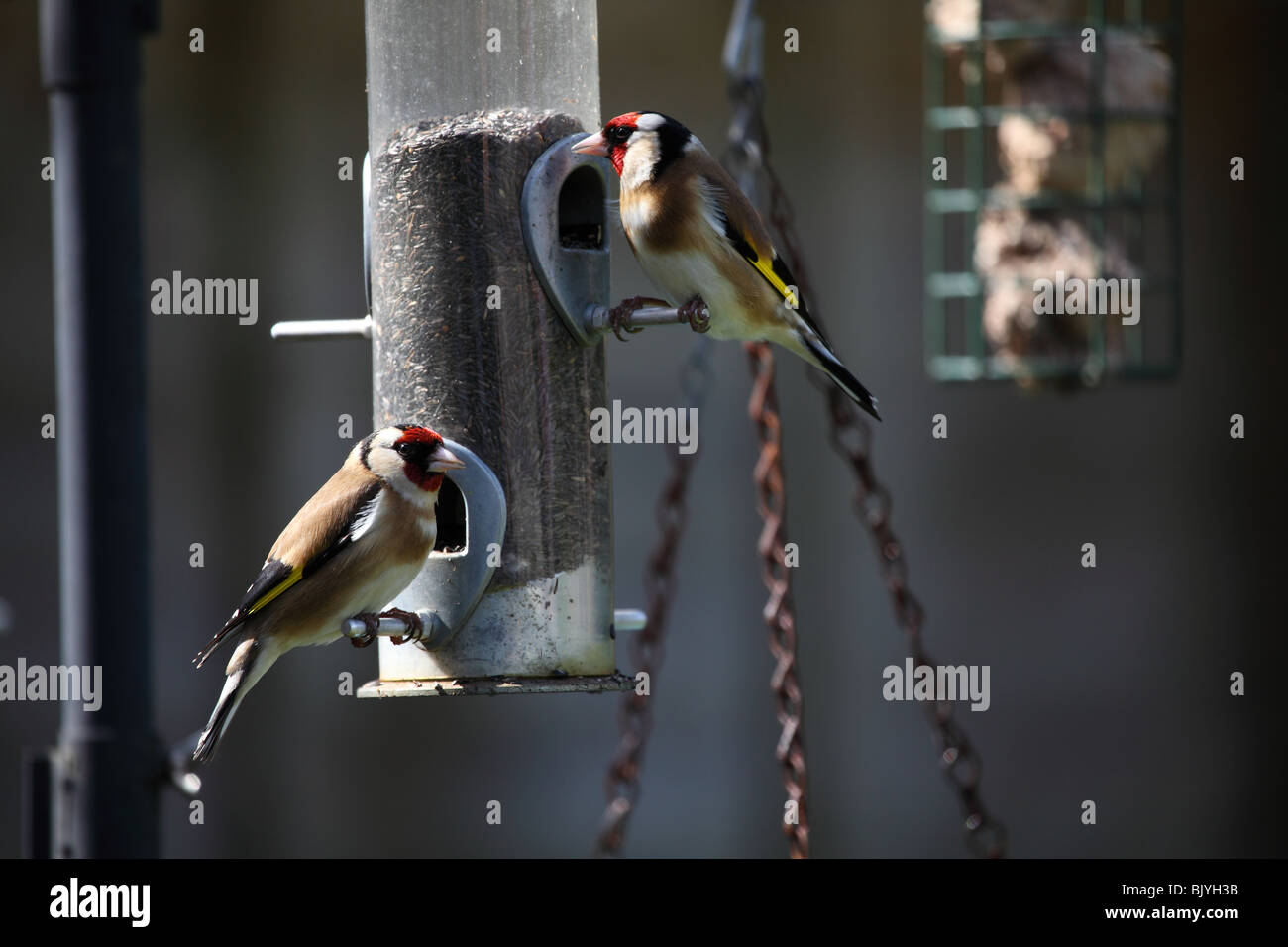 Gold Finken Fütterung. Stockfoto