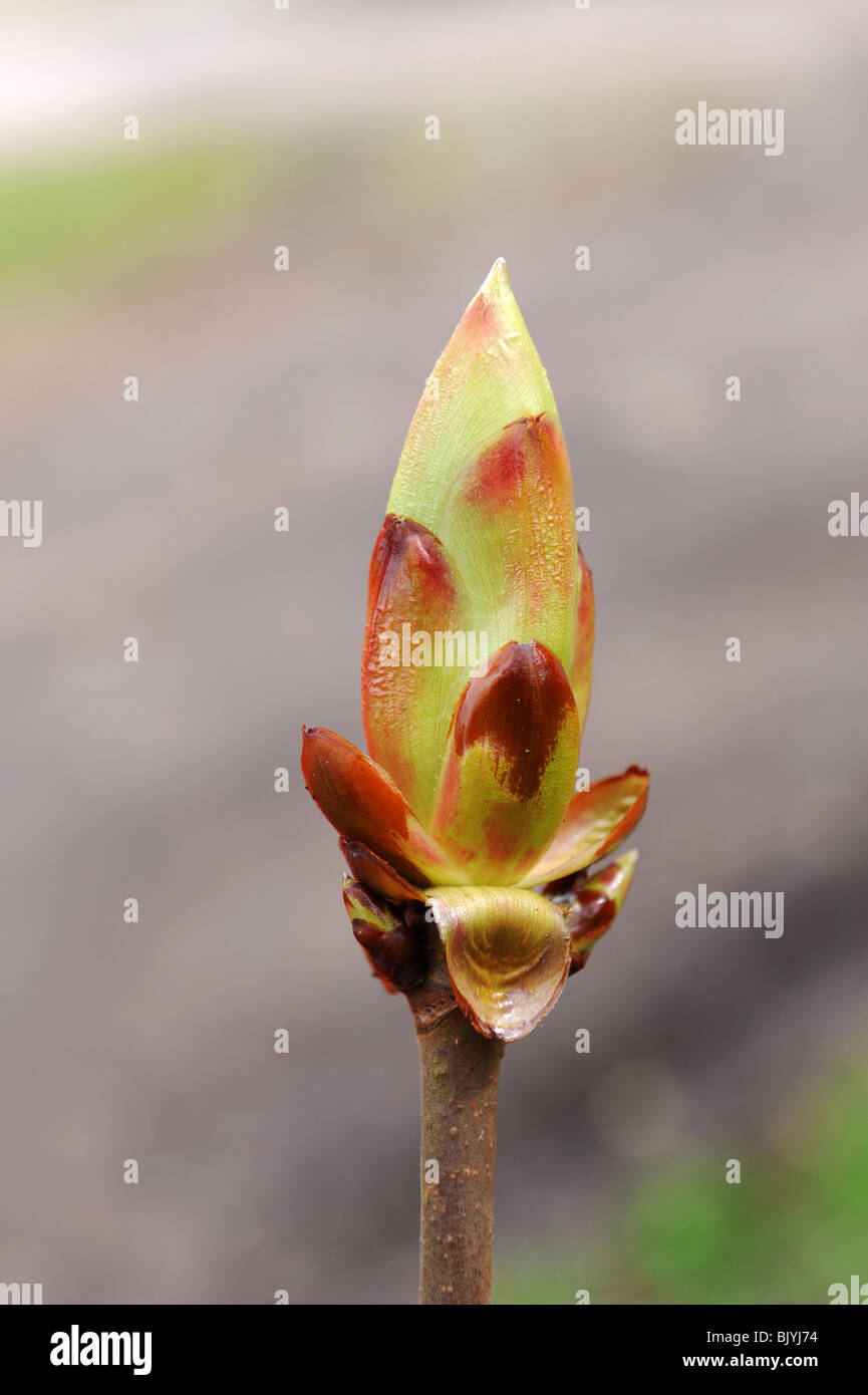 Stickybud Knospe auf Rosskastanie Baum Aesculus Hippocastanum uk Stockfoto