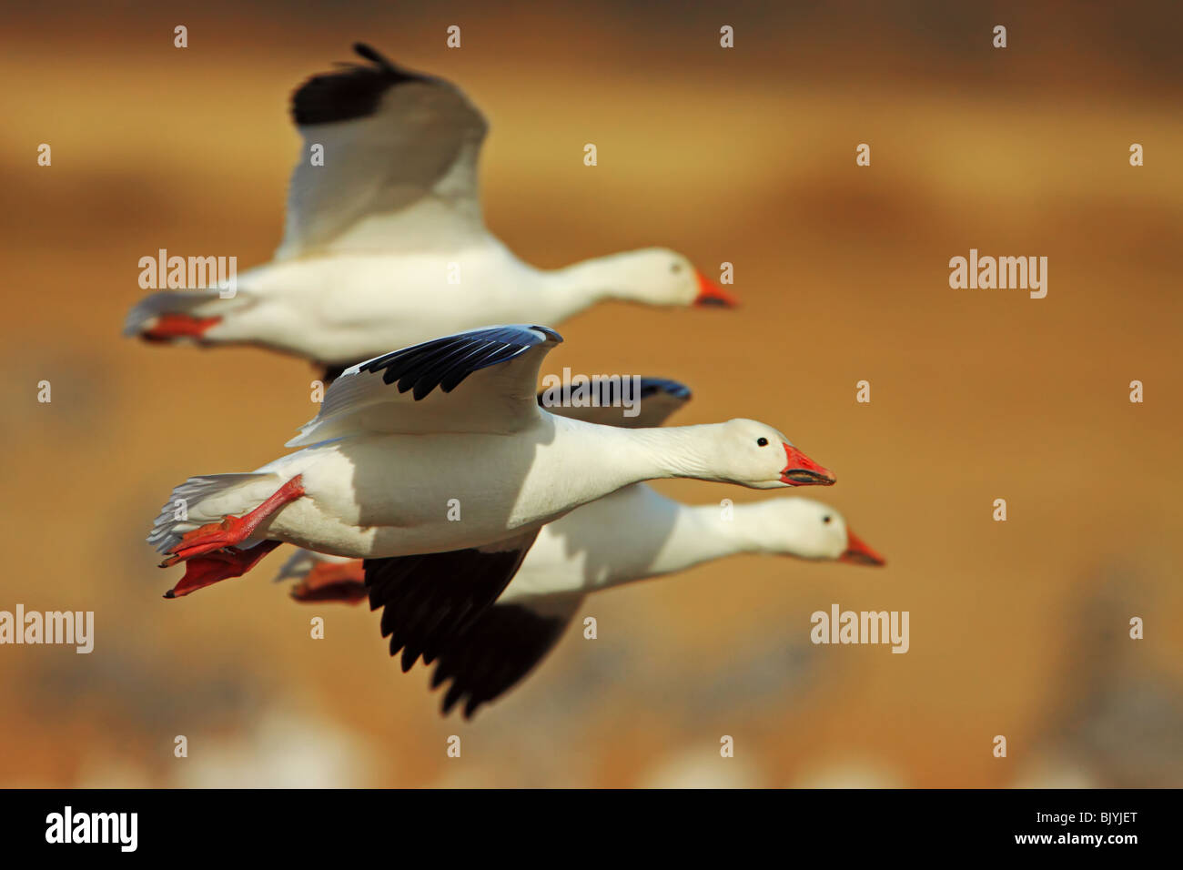 Schneegänse im Flug Stockfoto