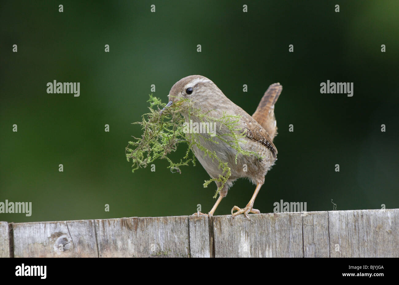 Zaunkönig, Troglodytes Troglodytes am Gartenzaun mit Moos für nisten building,Launceston,Cornwall,U.K. Stockfoto