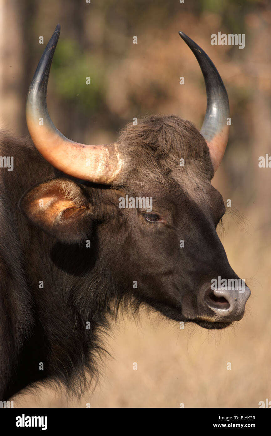 Indische Gaur Kopf geschossen Nahaufnahme in den wilden Wald Pench, Indien. Stockfoto